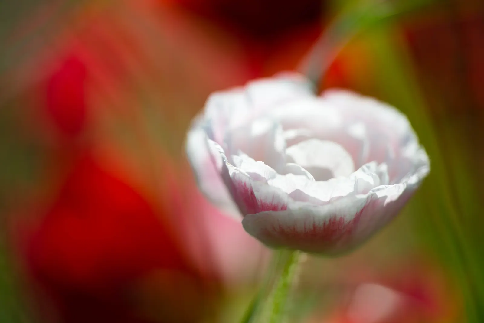Iceland Poppy (Papaver Nudicaule) — although it is tolerant of a variety of soil conditions; each bloom spanning 2-4 inches across, image 106