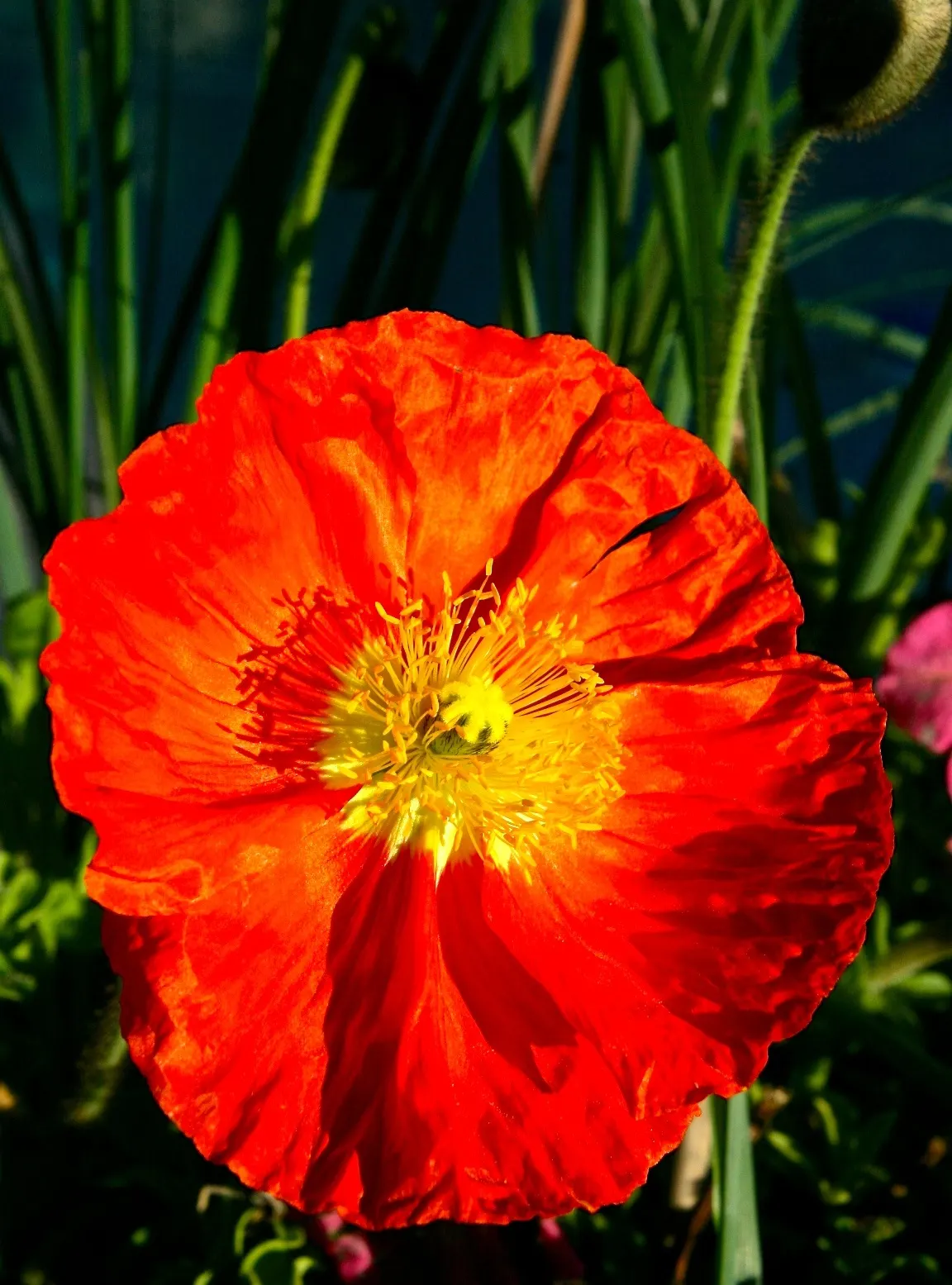 Iceland Poppy (Papaver Nudicaule) — This poppy is not only visually appealing but also attracts pollinators