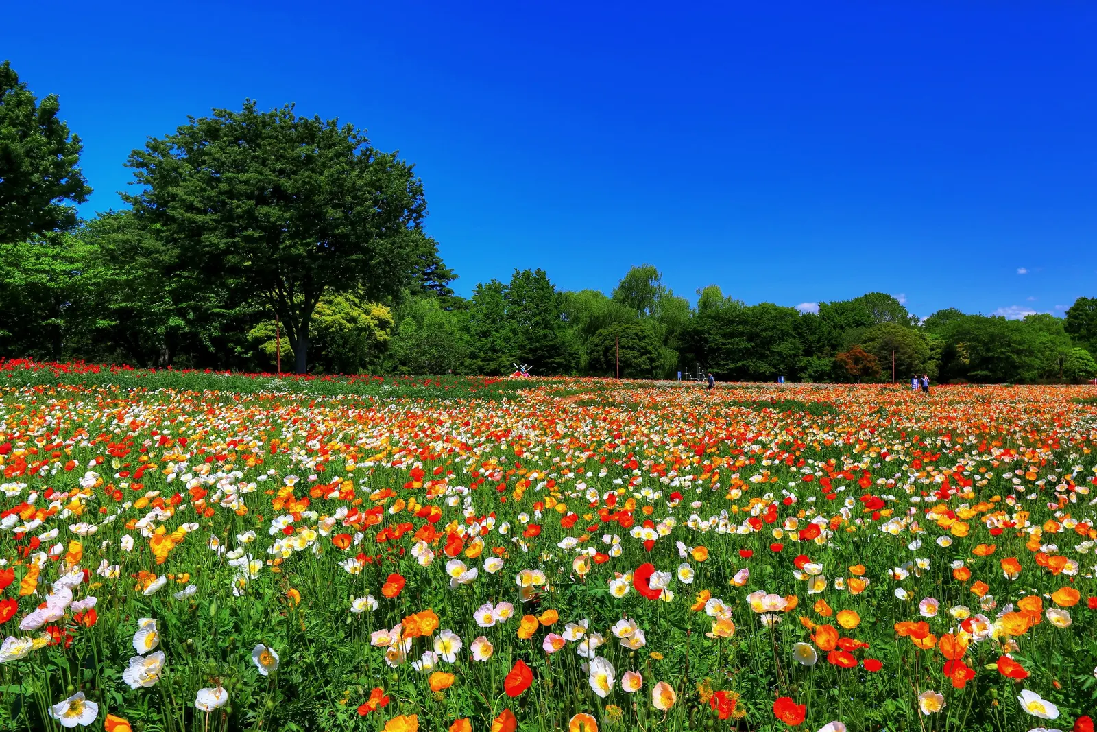 Iceland Poppy (Papaver Nudicaule) — sandy loam or chalky soil