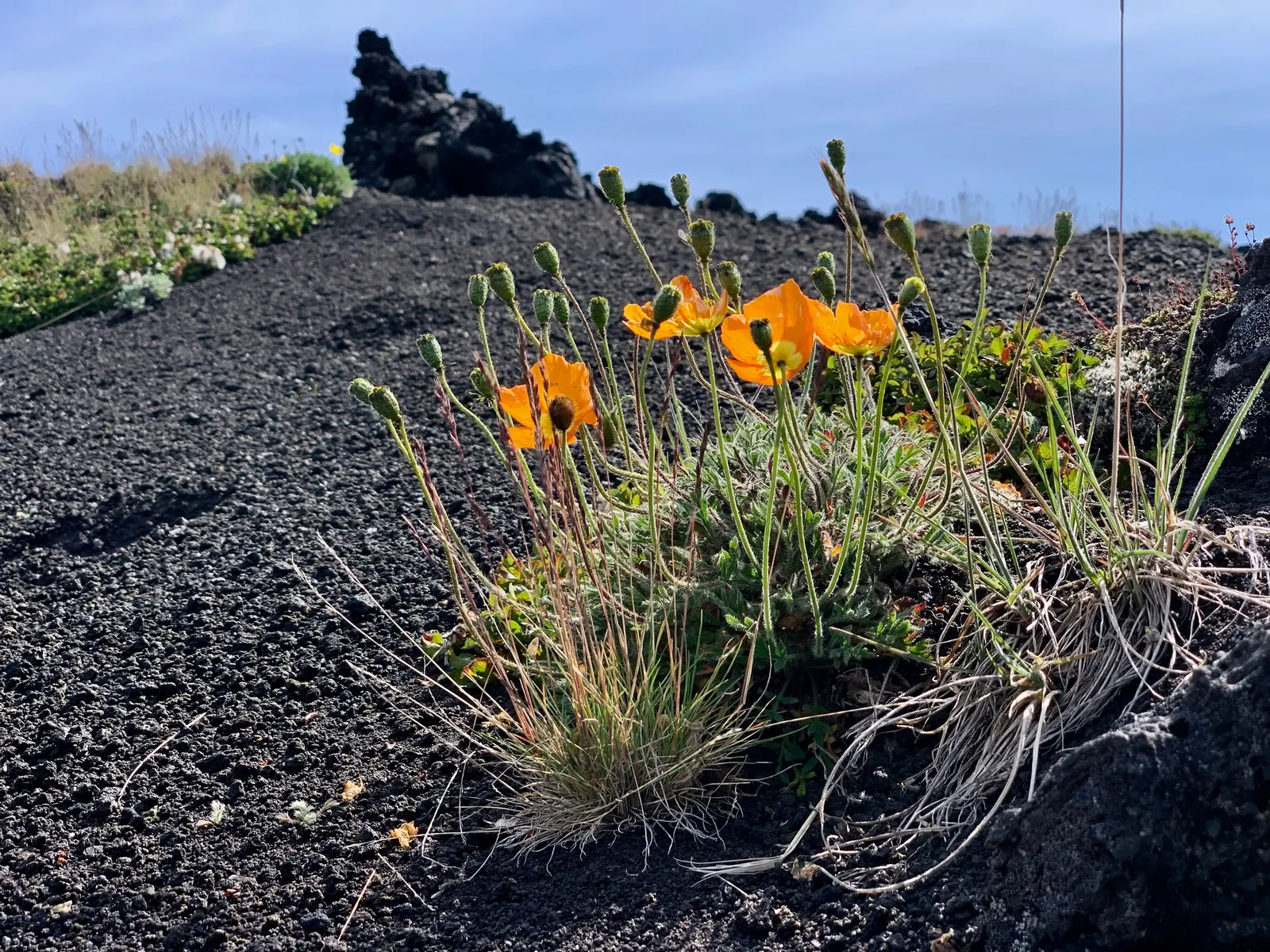 Iceland Poppy (Papaver Nudicaule) — The soft, greenish-grey leaves provide a subtle backdrop that accentuates the vivid floral hues; deadheading, image 57