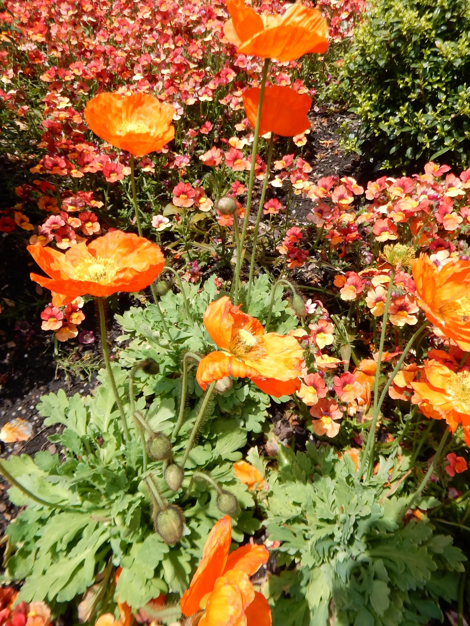 Iceland Poppy (Papaver Nudicaule) — annual with orange blooms; sandy loam or chalky soil
