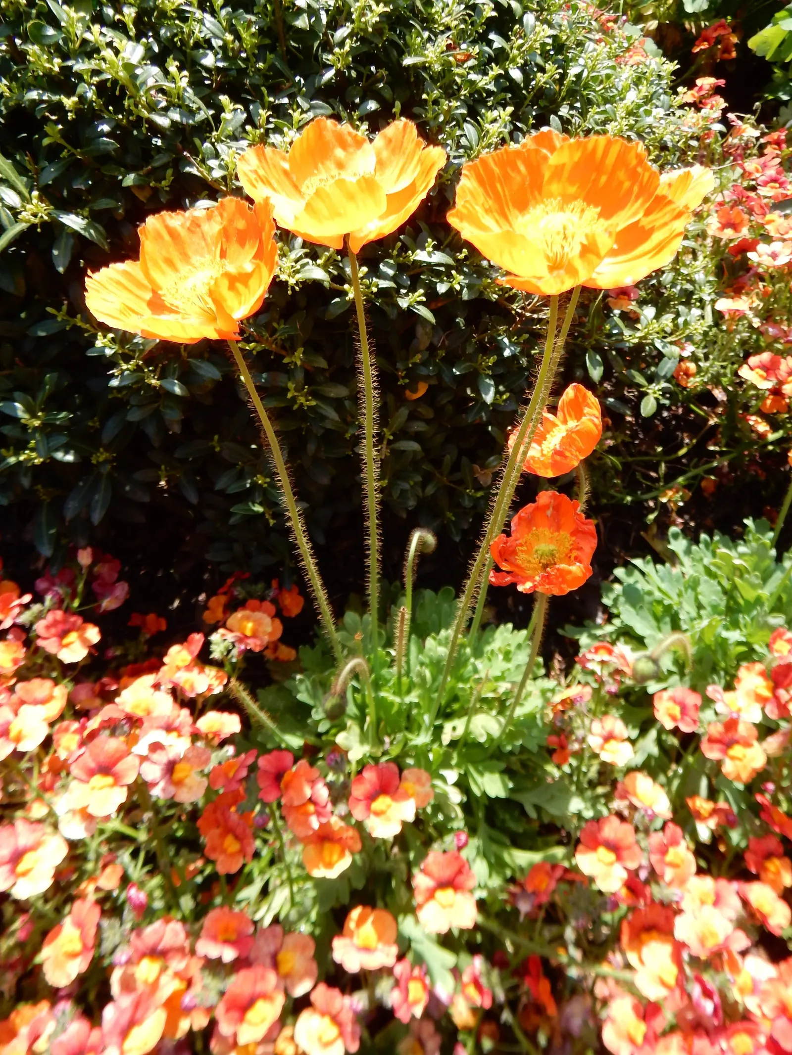 Iceland Poppy (Papaver Nudicaule) — The Iceland Poppy (Papaver nudicaule) is a hardy perennial with a short-lived nature; rising up to 2 feet tall, image 47