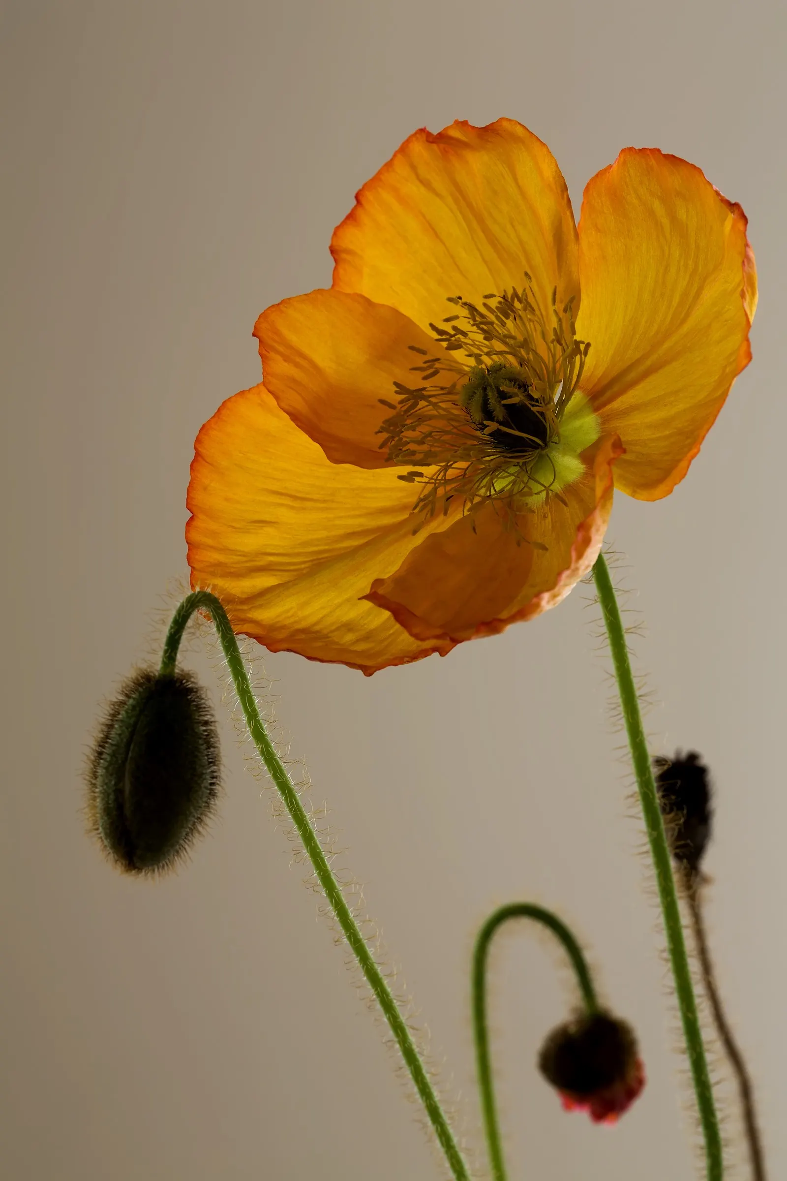 Iceland Poppy (Papaver Nudicaule) — orange flowers in the garden; ideal for adding a splash of color to rock gardens or borders.\n, image 90