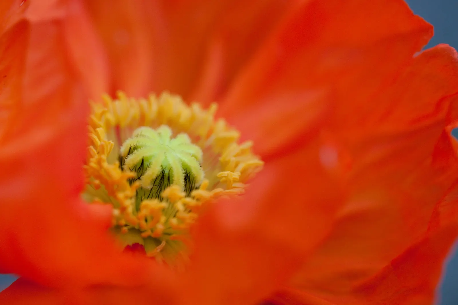 Iceland Poppy (Papaver Nudicaule) — Be mindful that it has a moderate drought tolerance once established, requiring only occasional watering, image 87