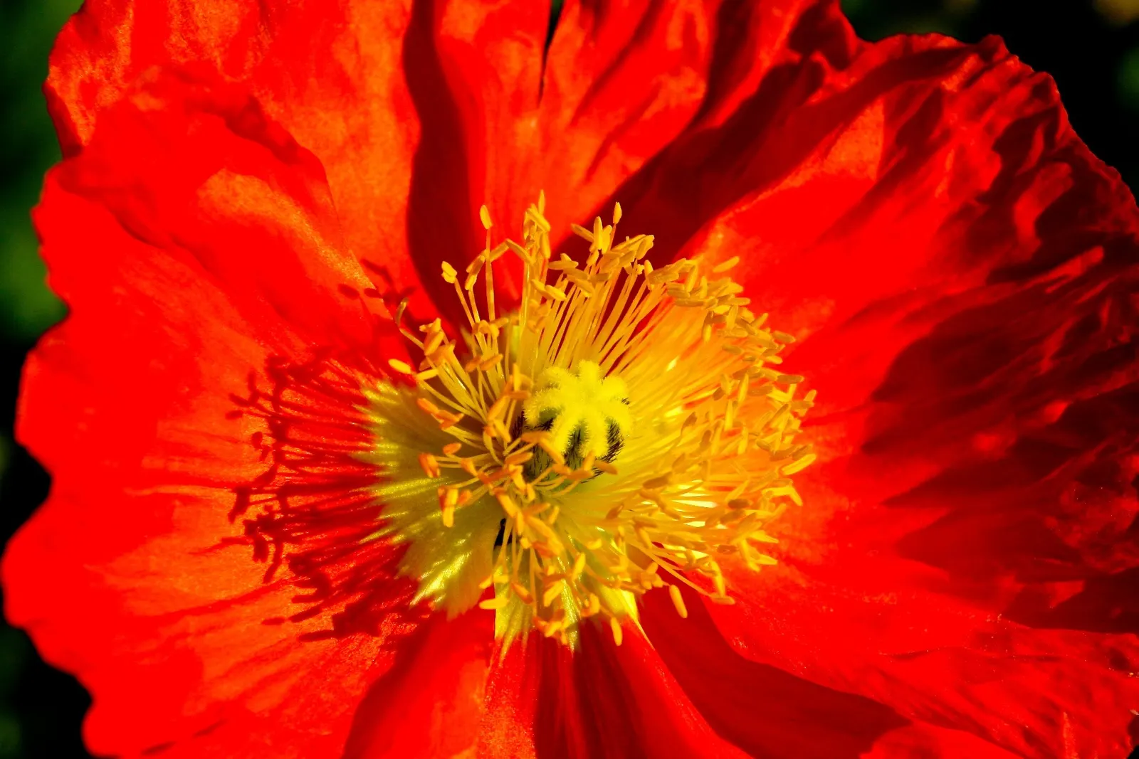 Iceland Poppy (Papaver Nudicaule) — Papaver nudicaule works well as a border plant; with each possessing a distinct