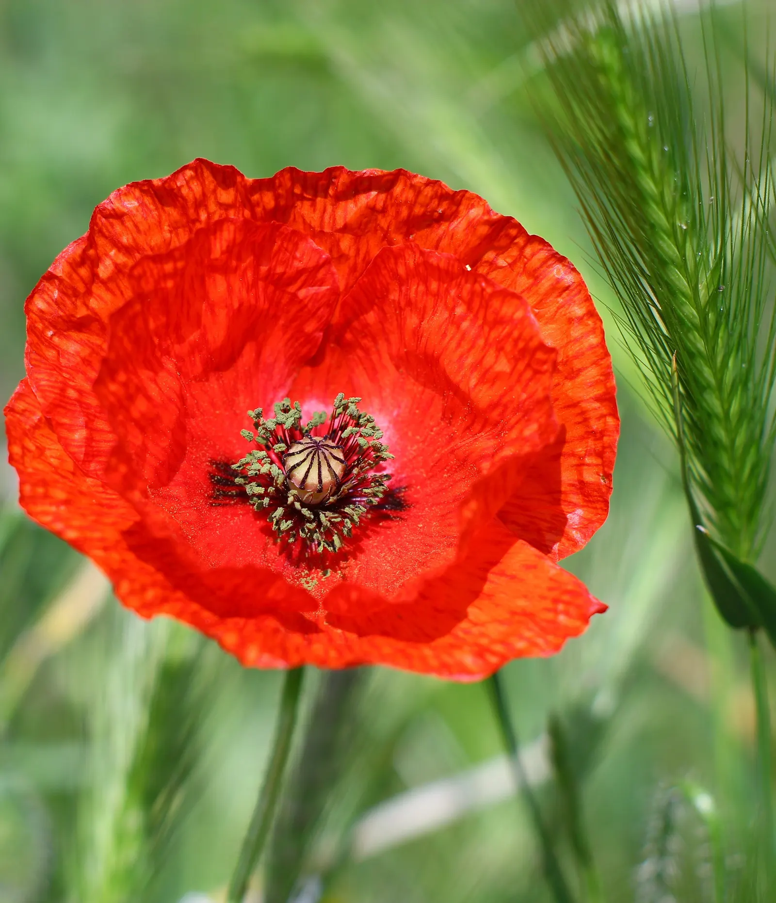 Iceland Poppy (Papaver Nudicaule) — with each possessing a distinct; orange flowers in the garden, image 56