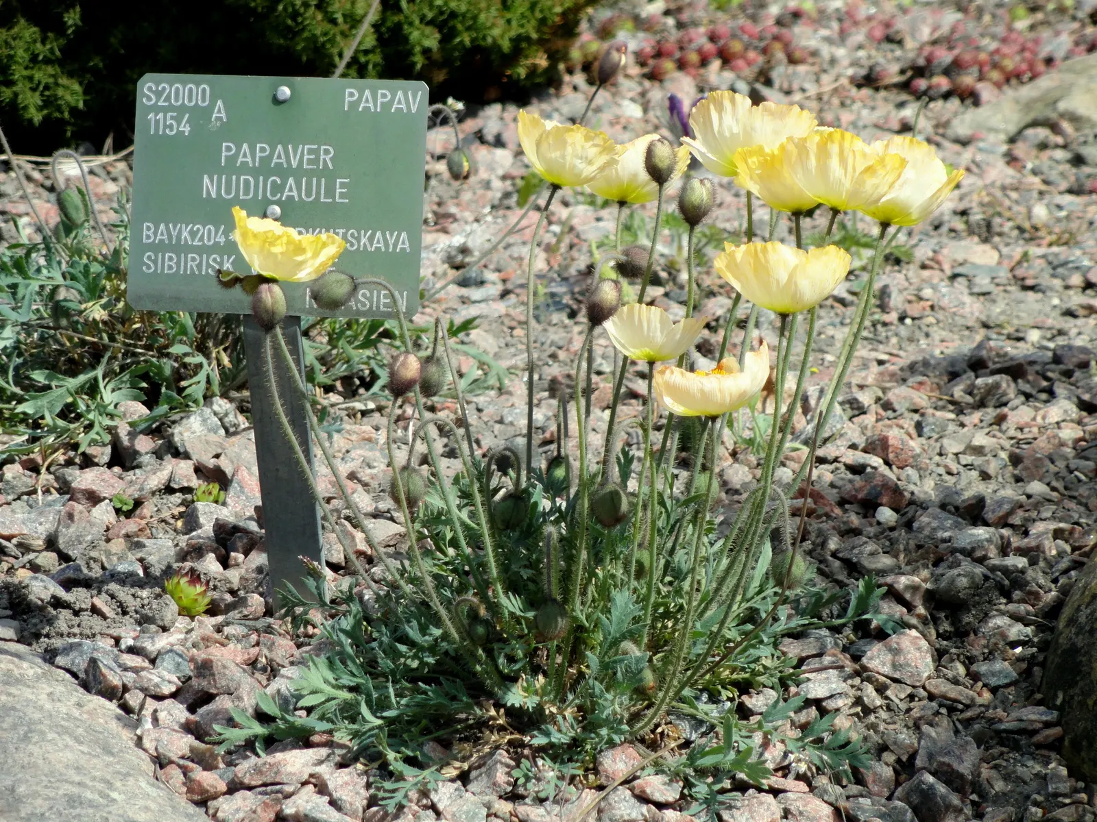 Iceland Poppy (Papaver Nudicaule) — annual for full or half; making it both a client's delight and an ecological asset, image 69