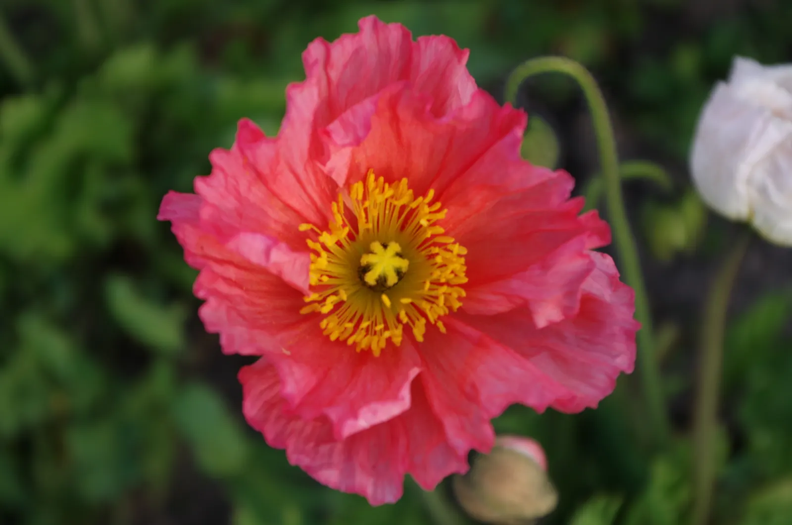 Iceland Poppy (Papaver Nudicaule) — sandy loam or chalky soil; this poppy is not only visually appealing but also attracts pollinators