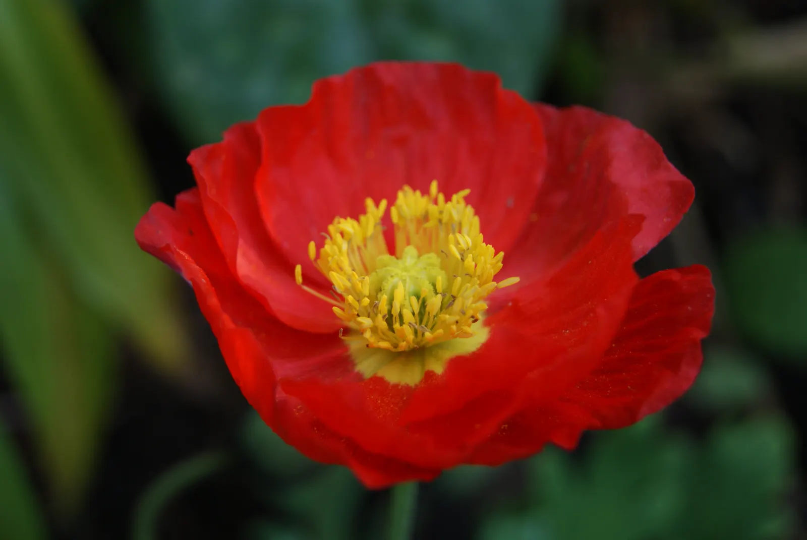 Iceland Poppy (Papaver Nudicaule) — The Iceland Poppy (Papaver nudicaule) is a hardy perennial with a short-lived nature