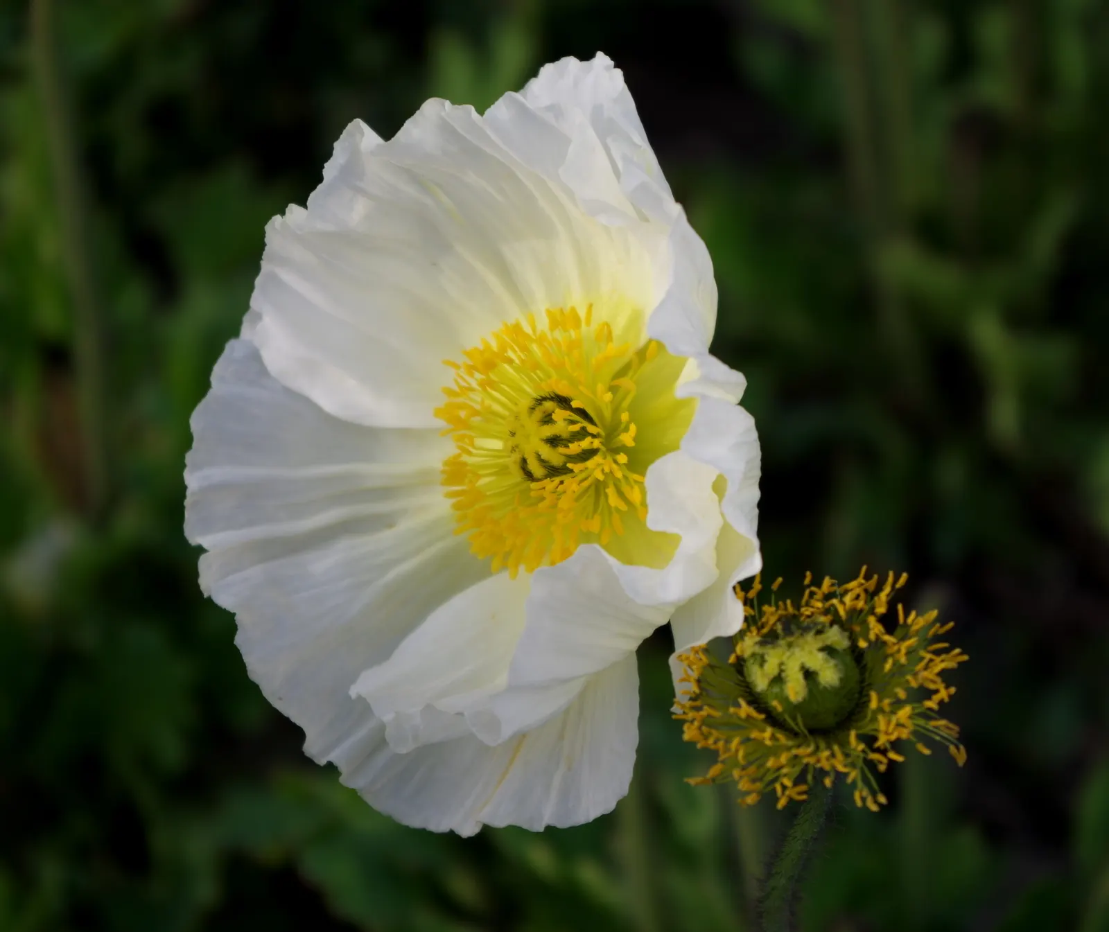 Iceland Poppy (Papaver Nudicaule) — This poppy is not only visually appealing but also attracts pollinators; papaver nudicaule works well as a border plant