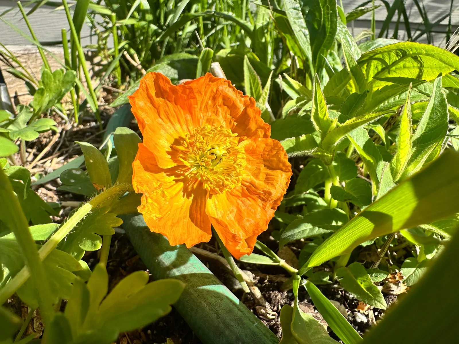 Iceland Poppy (Papaver Nudicaule) — each bloom spanning 2-4 inches across; be mindful that it has a moderate drought tolerance once established, image 95
