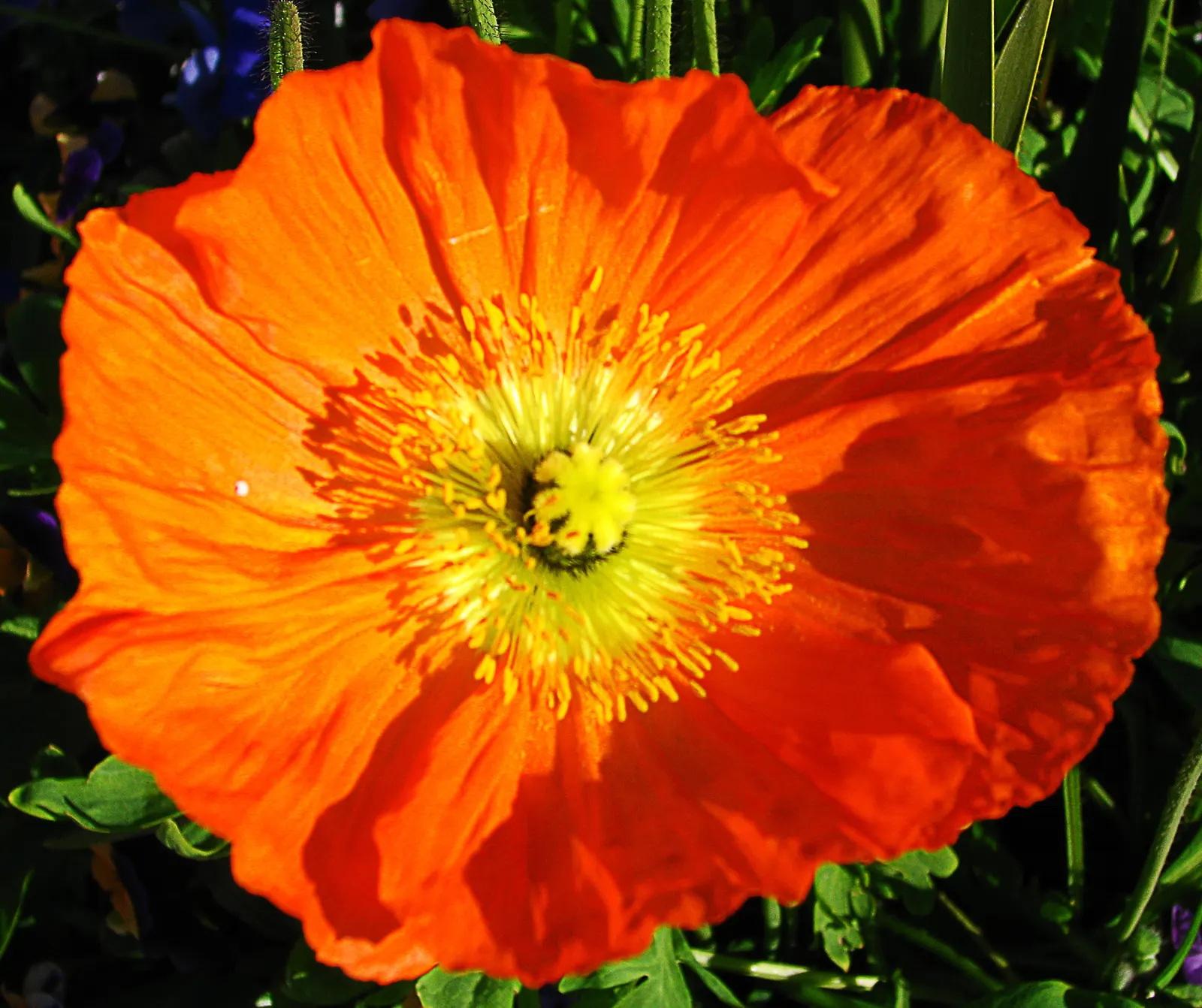 Iceland Poppy (Papaver Nudicaule) — it can create a sea of color that enlivens any garden space; regular deadheading encourages prolonged blooming, image 108