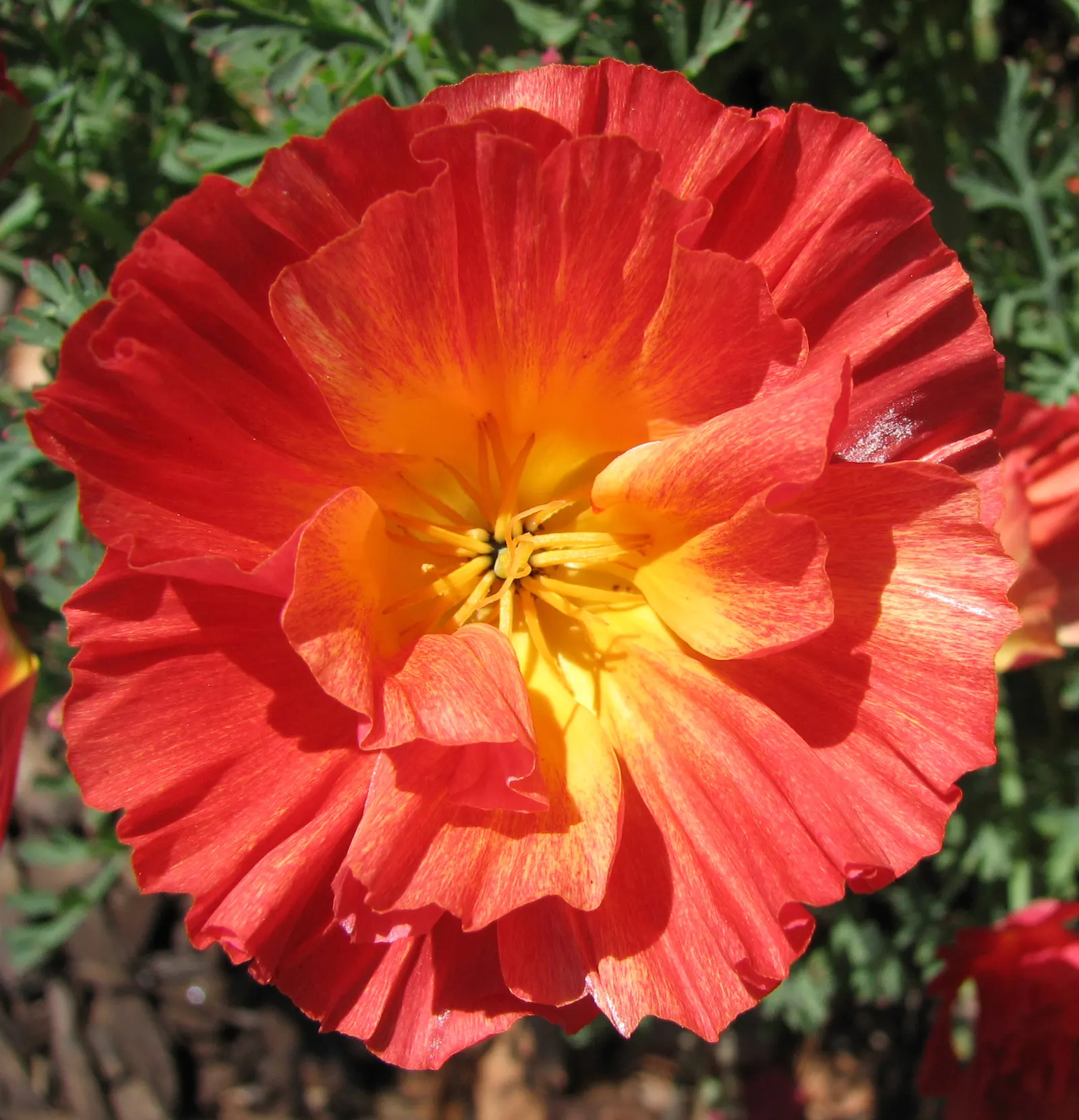 Iceland Poppy (Papaver Nudicaule) — it can create a sea of color that enlivens any garden space; regular deadheading encourages prolonged blooming, image 62