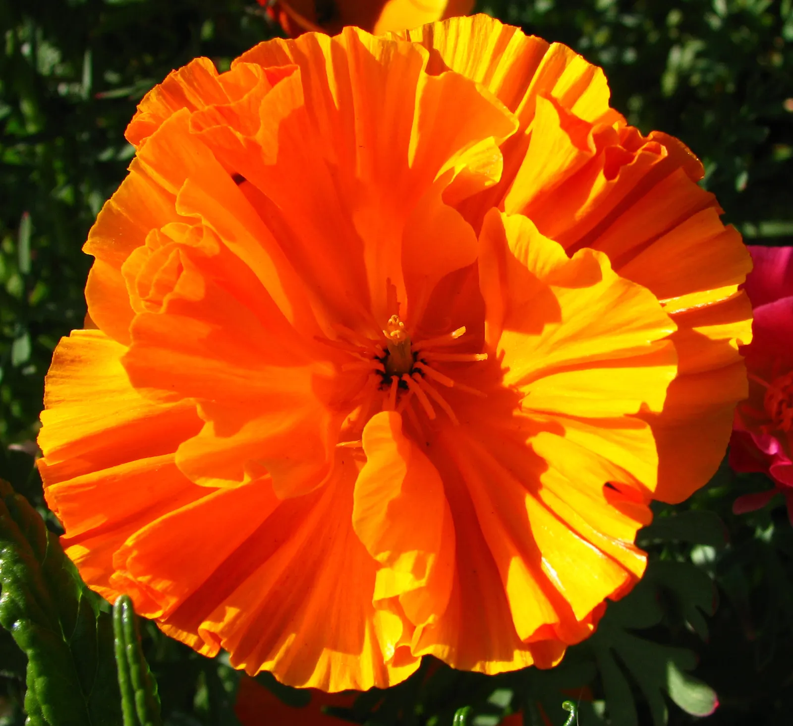 Iceland Poppy (Papaver Nudicaule) — Papaver nudicaule works well as a border plant; with each possessing a distinct, image 61