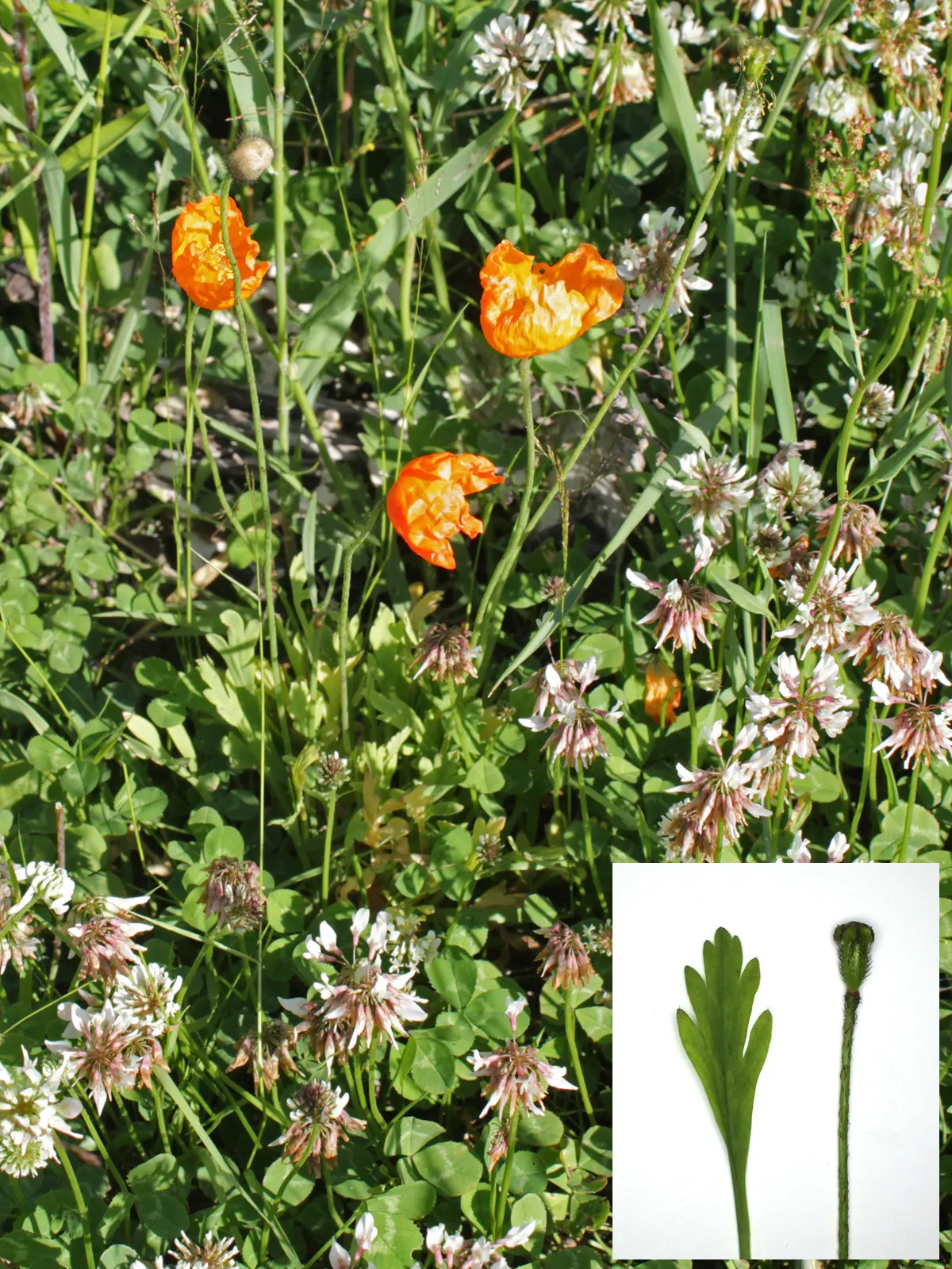 Iceland Poppy (Papaver Nudicaule) — The soft, greenish-grey leaves provide a subtle backdrop that accentuates the vivid floral hues