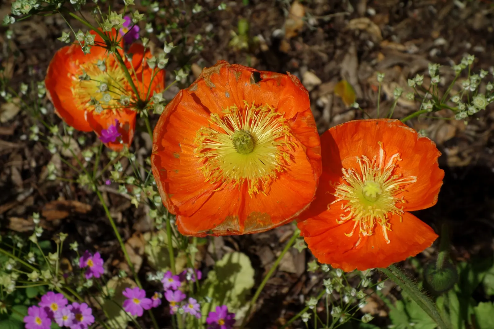 Iceland Poppy (Papaver Nudicaule) — Ideal for adding a splash of color to rock gardens or borders.\n; it can create a sea of color that enlivens, image 52