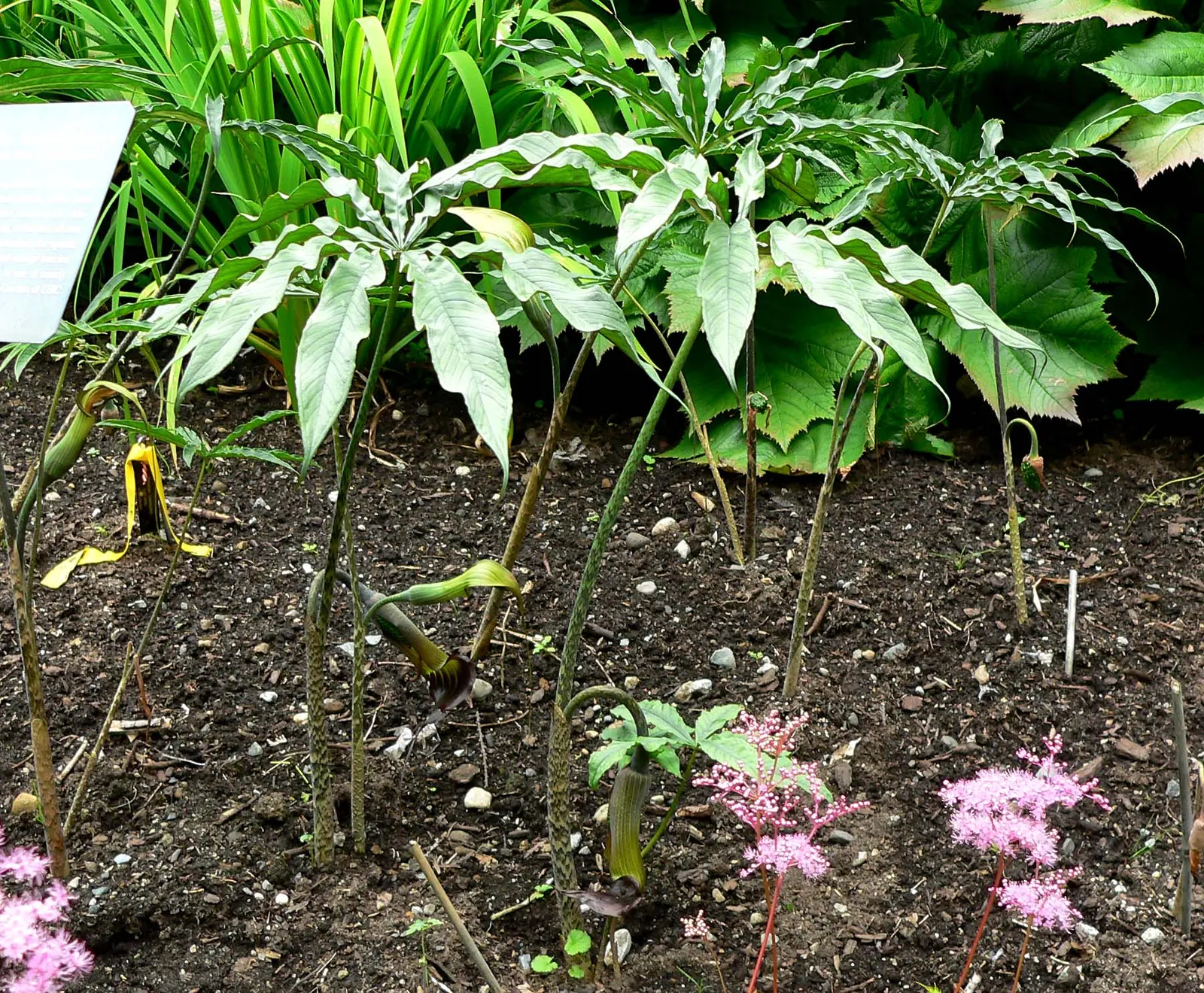 Himalayan Cobra Lily (Arisaema consanguineum) — which ensconces a spadix 'tongue.' Preferring partial shade