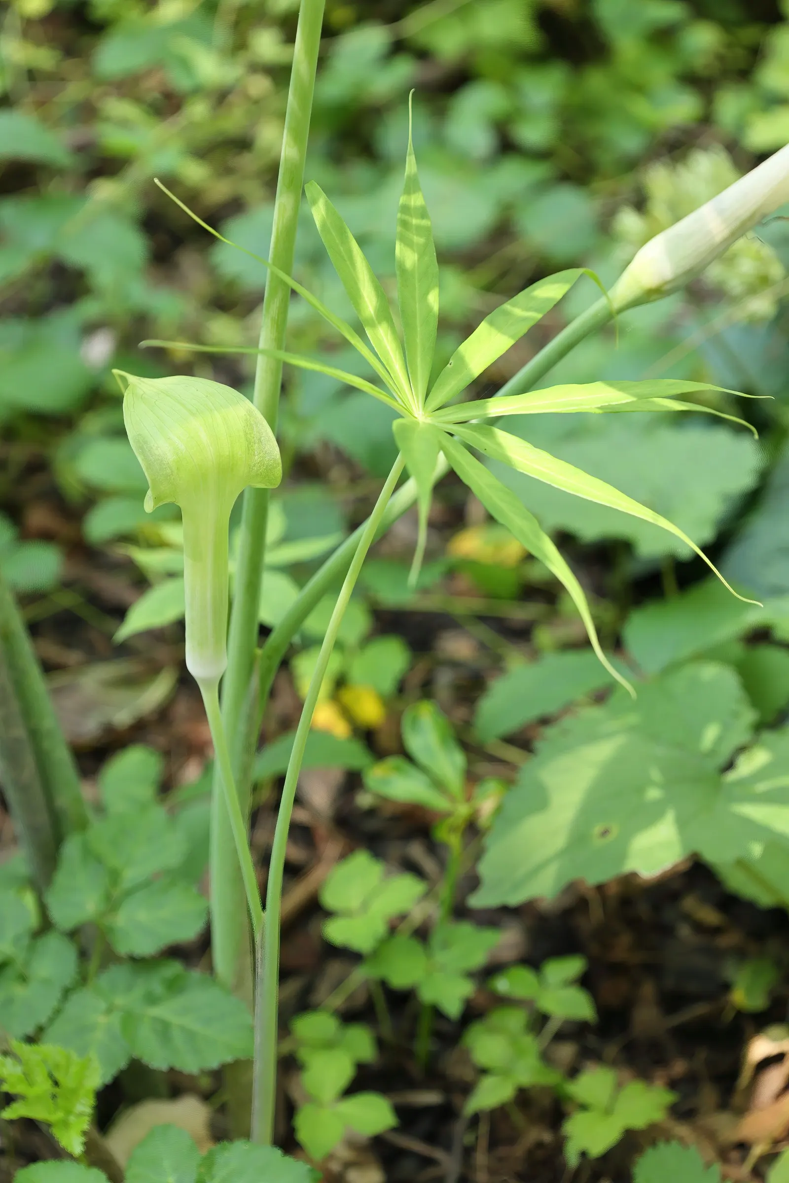 Himalayan Cobra Lily (Arisaema consanguineum) — Suitable for USDA zones 6-9