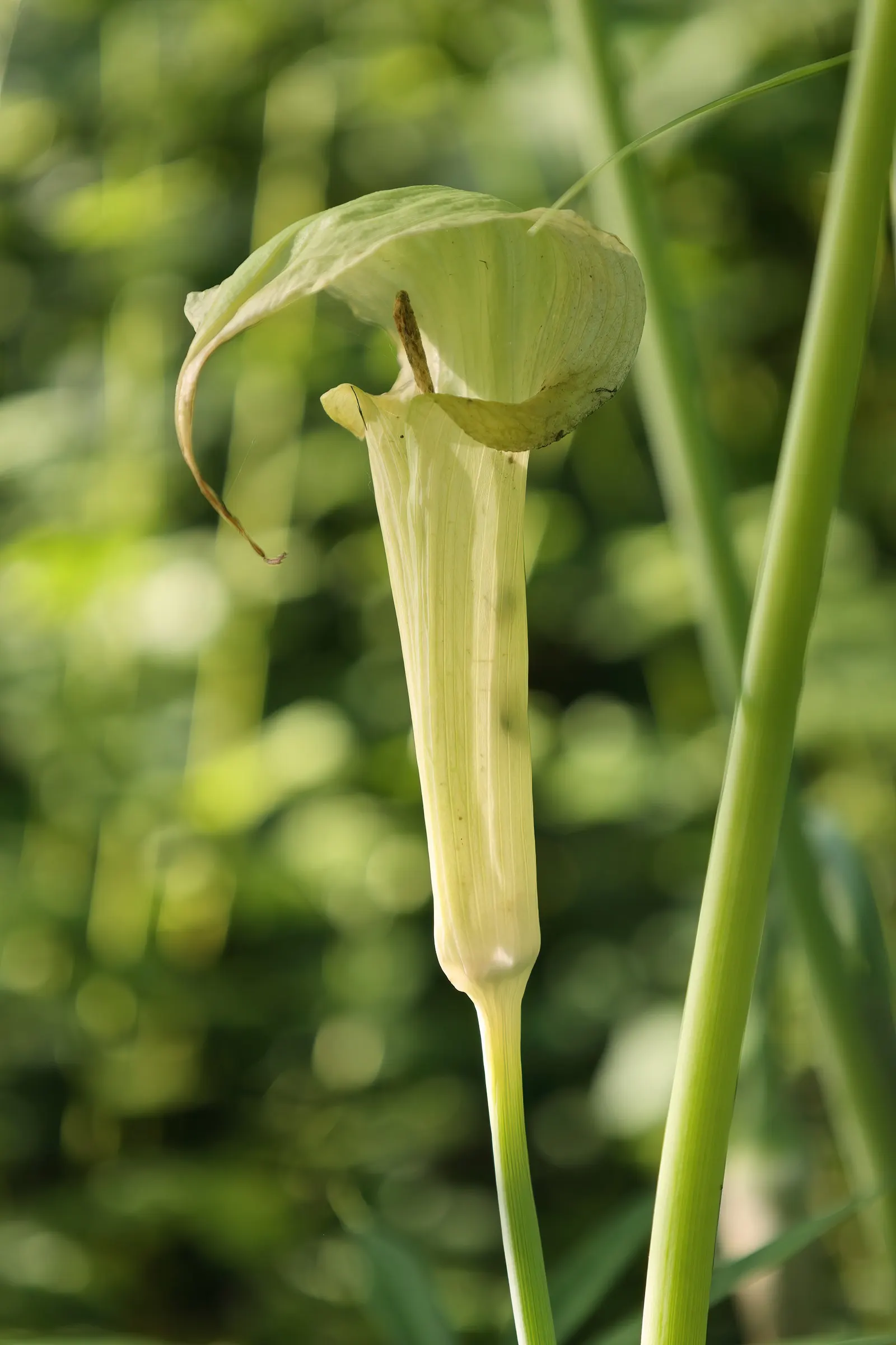 Himalayan Cobra Lily (Arisaema consanguineum) — Arisaema consanguineum, or the Himalayan Cobra Lily, is a striking perennial reaching 1-3 feet in height