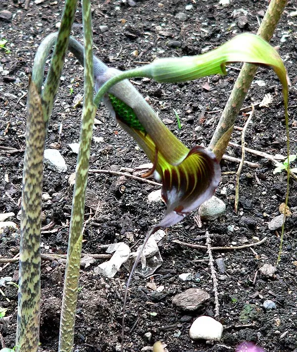 Himalayan Cobra Lily (Arisaema consanguineum) — Its lance-shaped leaves, up to 2 feet long, elegantly radiate from a central point