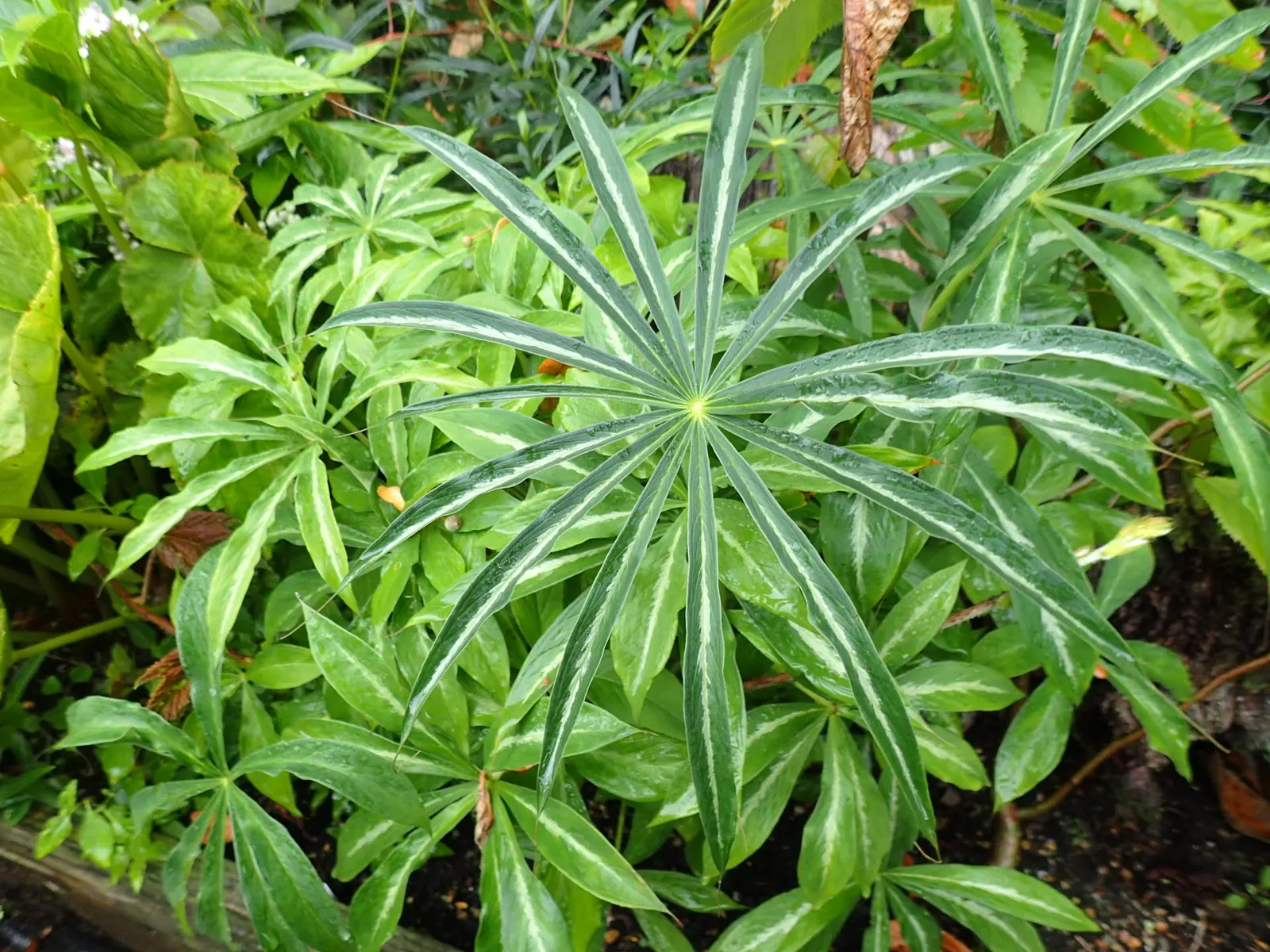 Himalayan Cobra Lily (Arisaema consanguineum) — Blooms in late spring/early summer, adding an exotic touch to woodland gardens