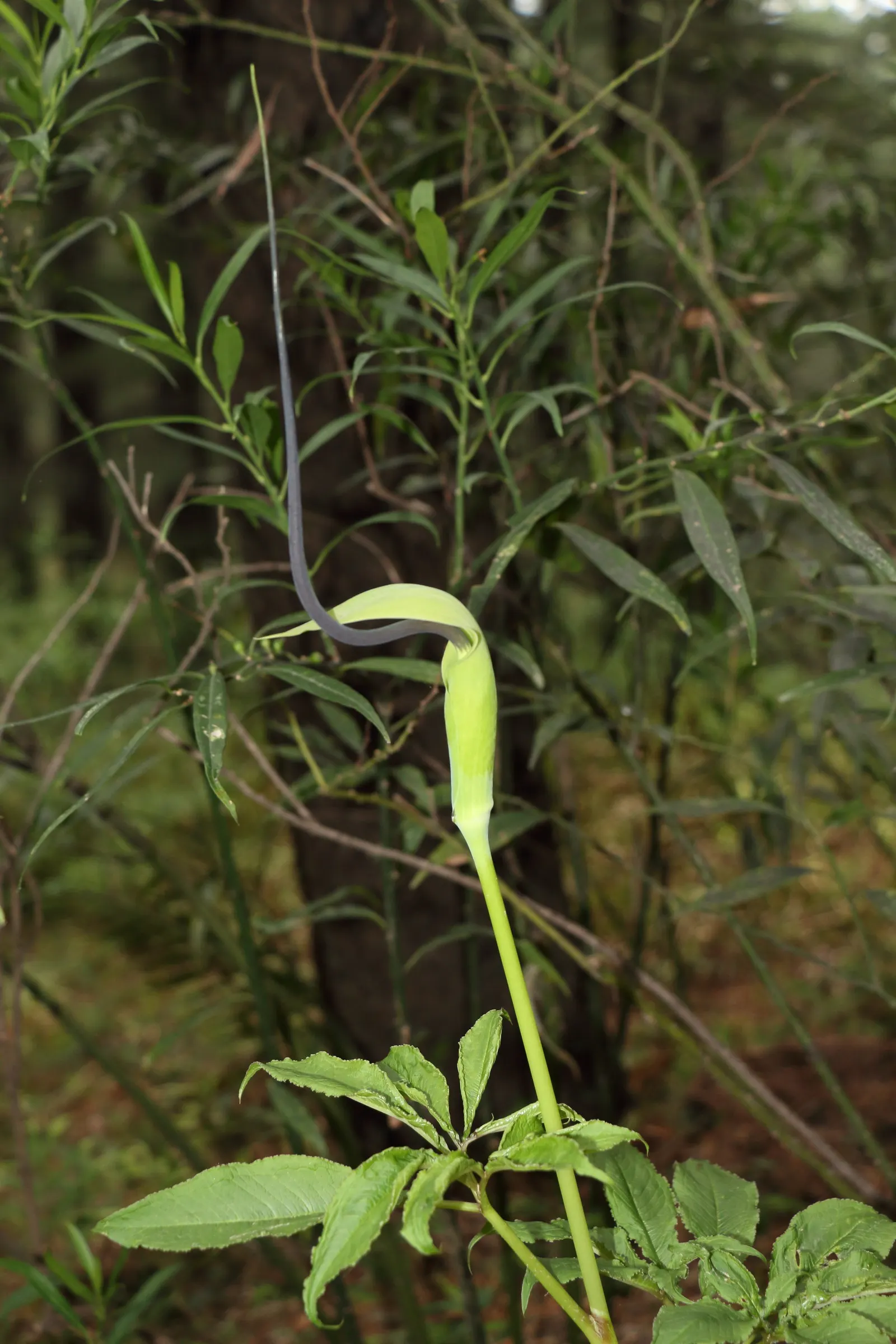 Himalayan Cobra Lily (Arisaema consanguineum) — resembling a cobra's head