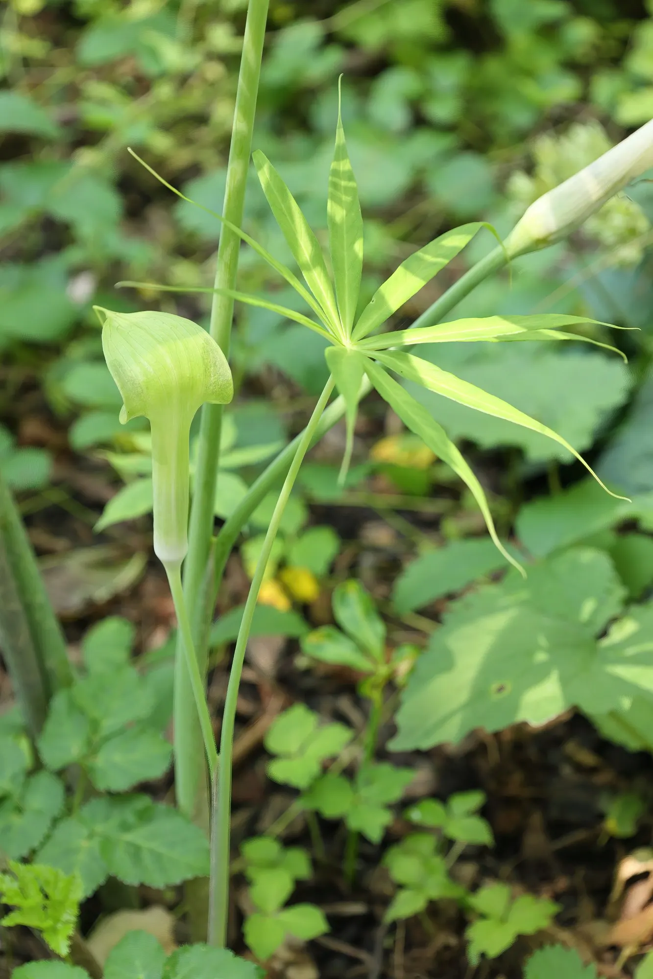 Himalayan Cobra Lily (Arisaema consanguineum) — is a striking perennial that makes a bold statement in any garden with its distinctive