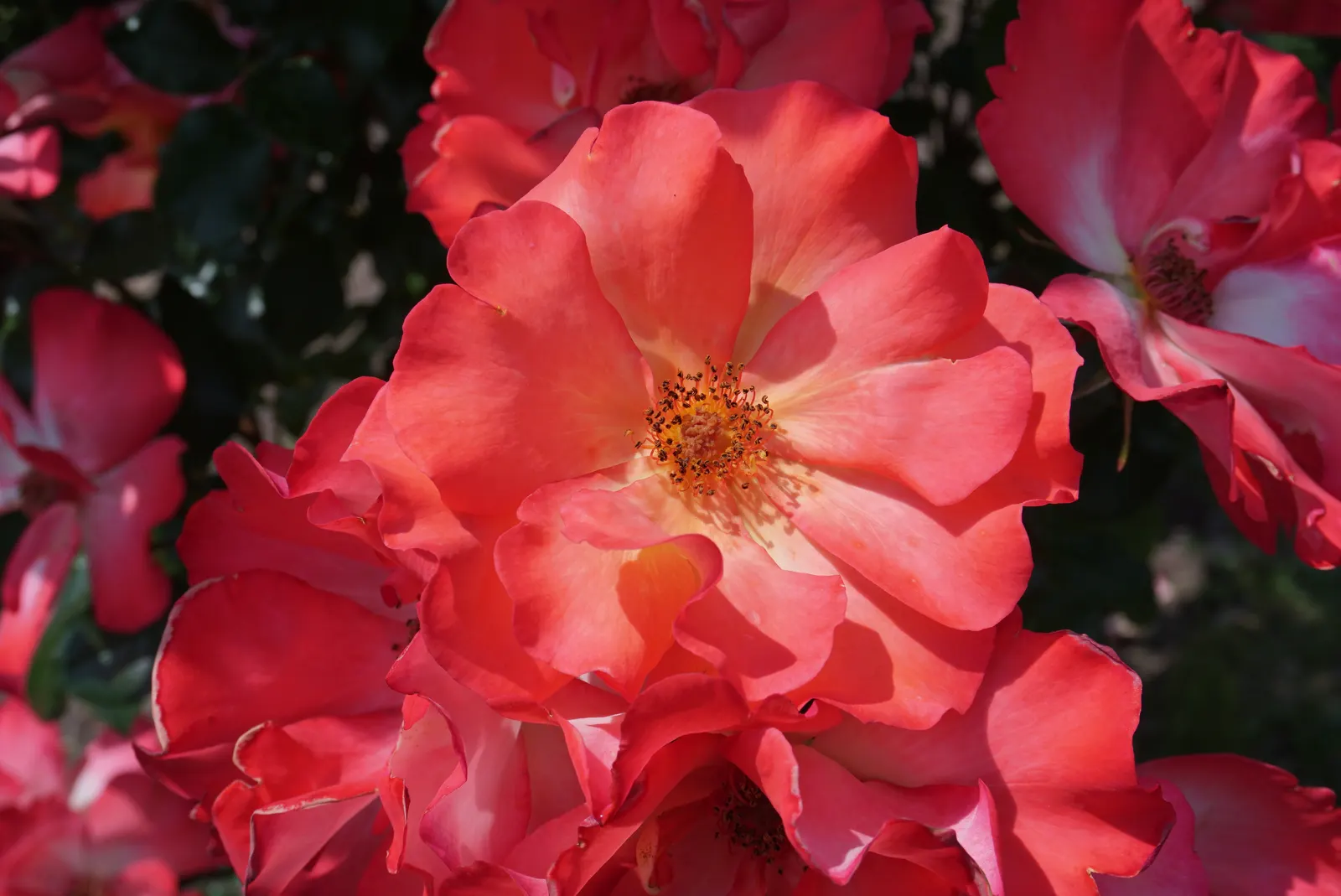Playboy Rose (Rosa 'Playboy') — this deciduous rose cultivar is ideal for accent planting