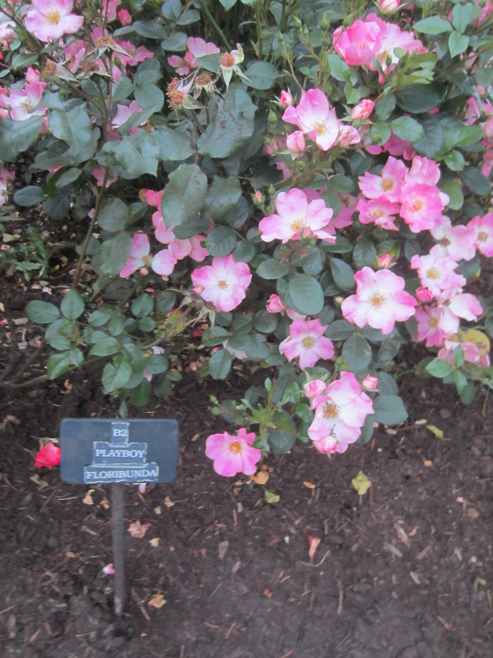 Playboy Rose (Rosa 'Playboy') — is an exceptional shrub rose that holds a distinguished spot in residential landscapes for its unique