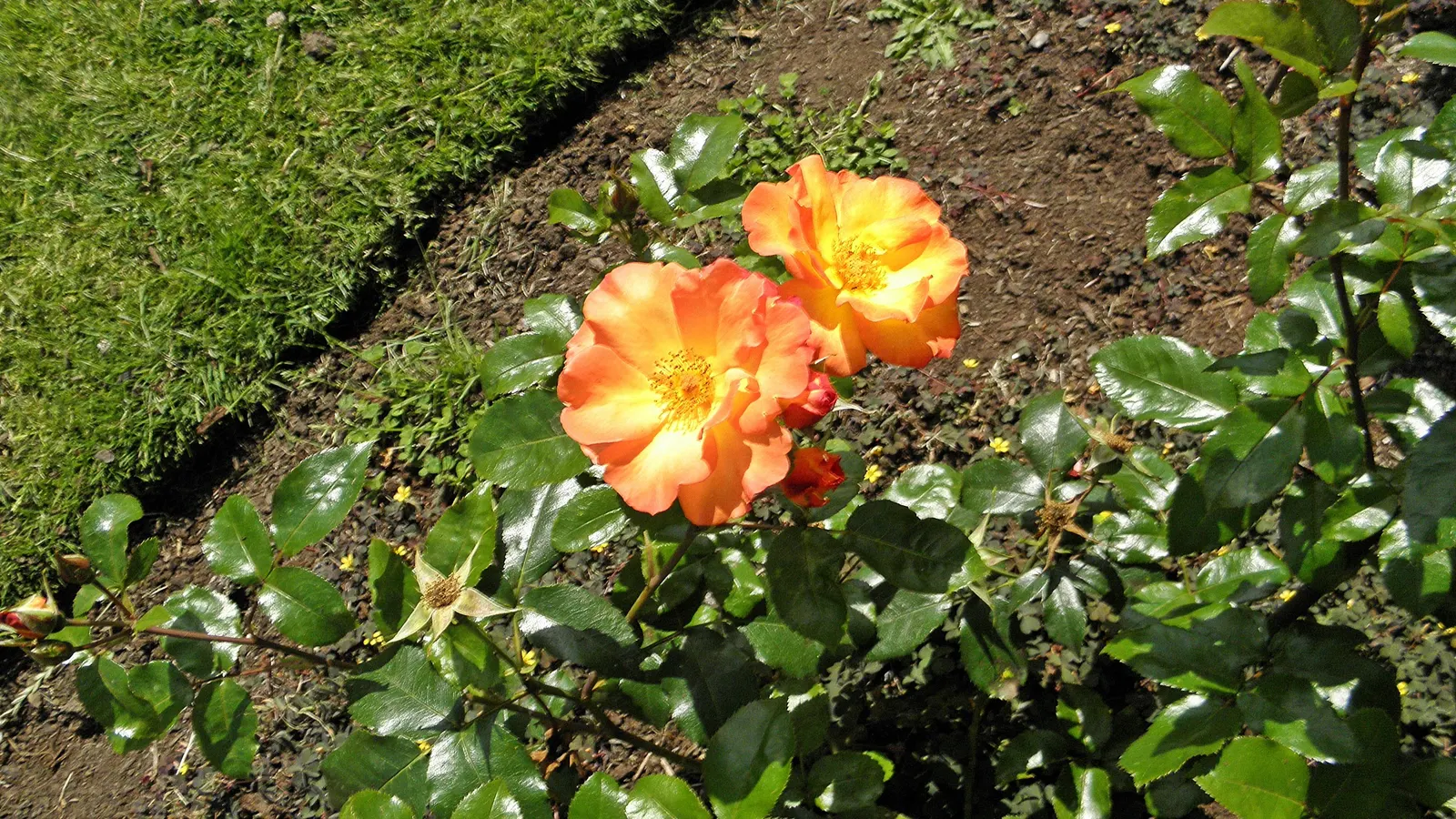 Playboy Rose (Rosa 'Playboy') — but is also relatively drought tolerant once established