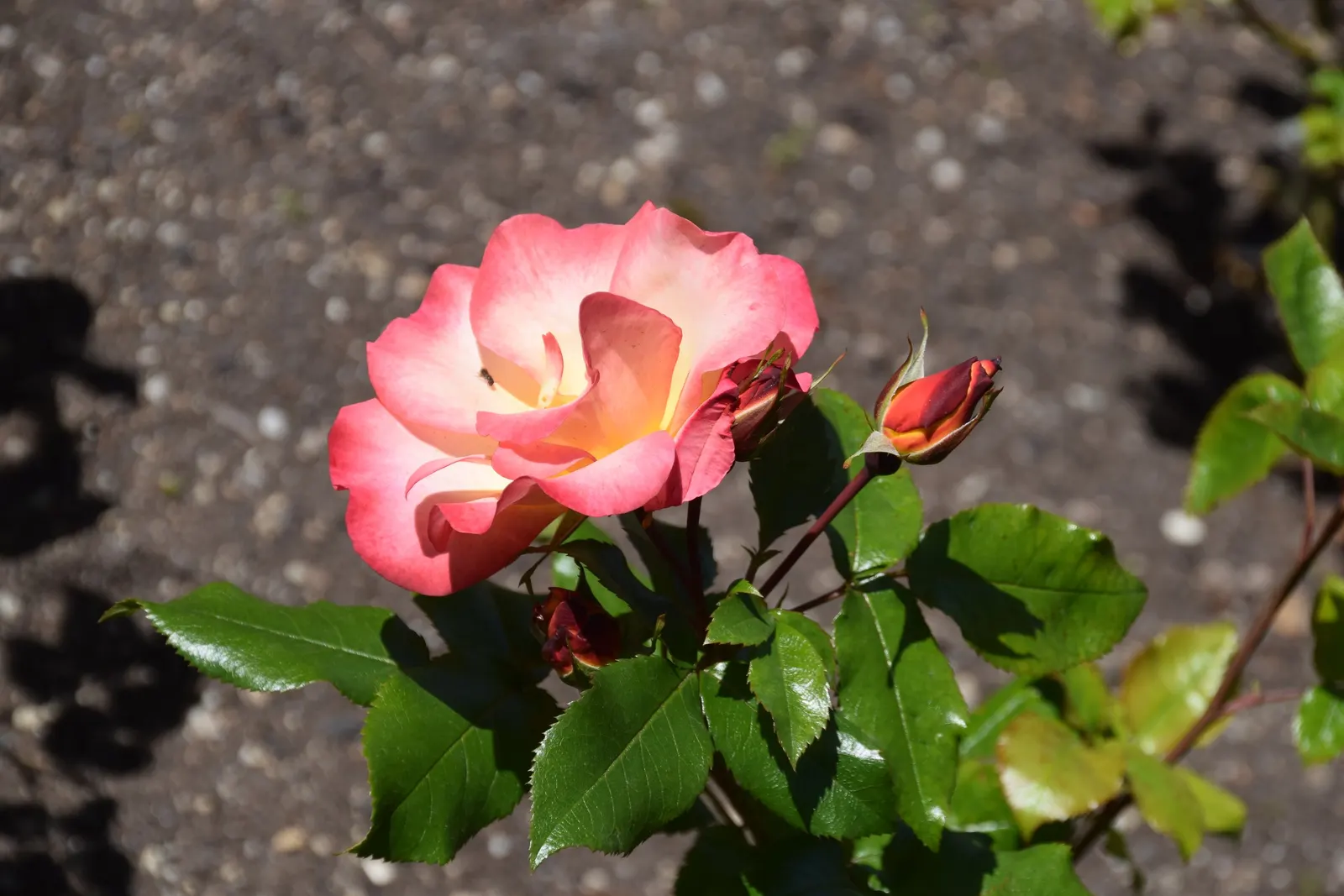 Playboy Rose (Rosa 'Playboy') — Rosa 'Playboy' is a vibrant floribunda rose known for its unique