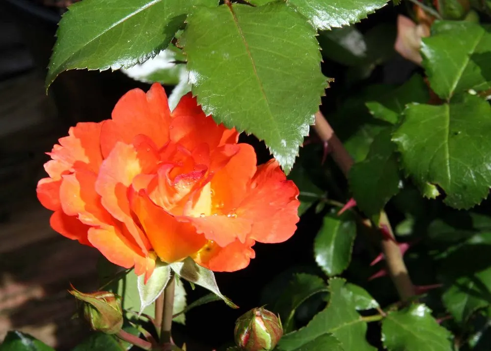 Playboy Rose (Rosa 'Playboy') — it flourishes in full sun and well-drained soil