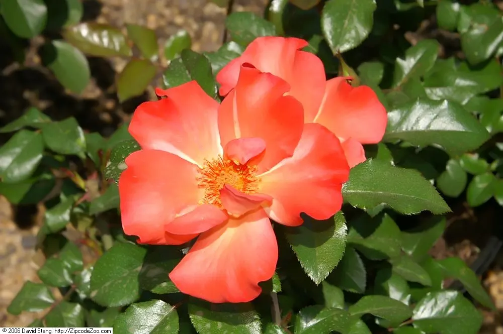Playboy Rose (Rosa 'Playboy') — With its spirited color and reliable growth