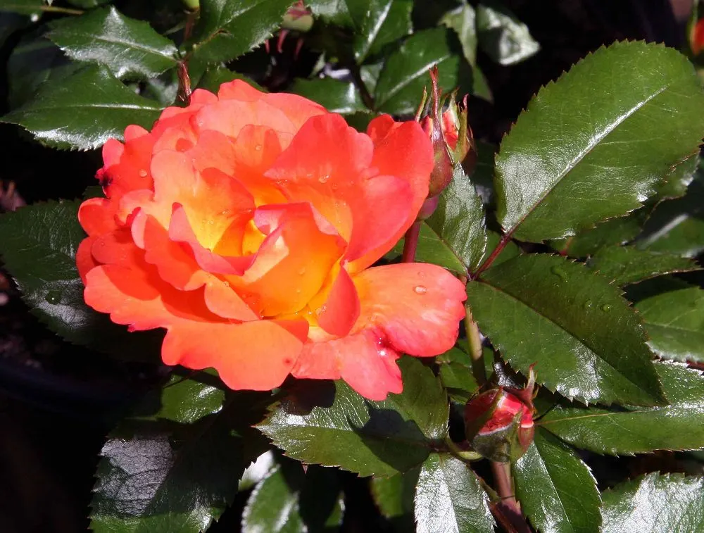 Playboy Rose (Rosa 'Playboy') — with a halo of bright red edging