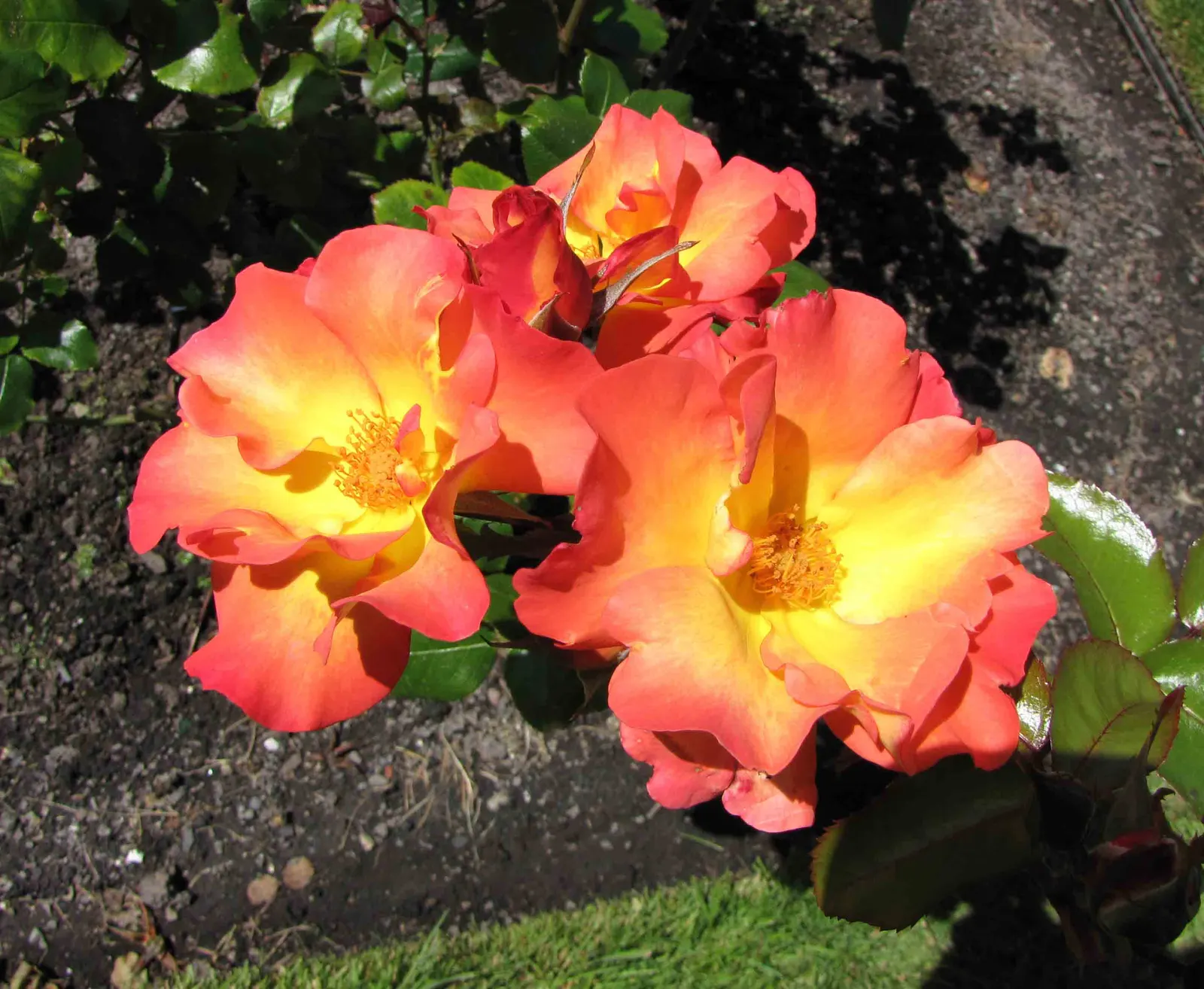 Playboy Rose (Rosa 'Playboy') — offering recurrent blooms and moderate fragrance