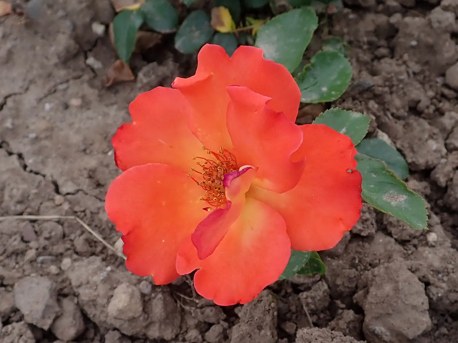 Playboy Rose (Rosa 'Playboy') — These radiant blooms reach an average diameter of 3 to 4 inches and emit a mild