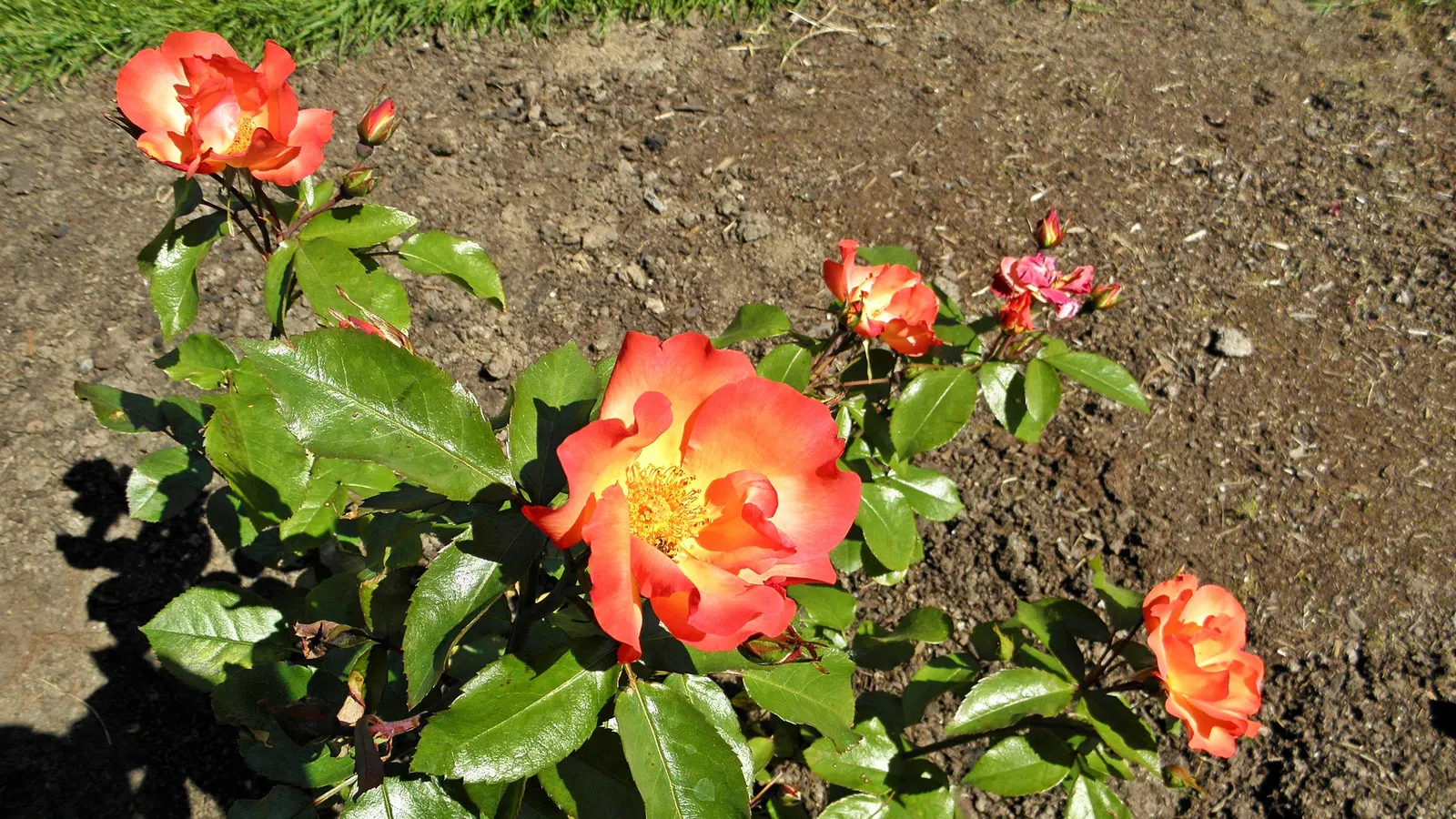 Playboy Rose (Rosa 'Playboy') — Its compact form is adorned with dark green