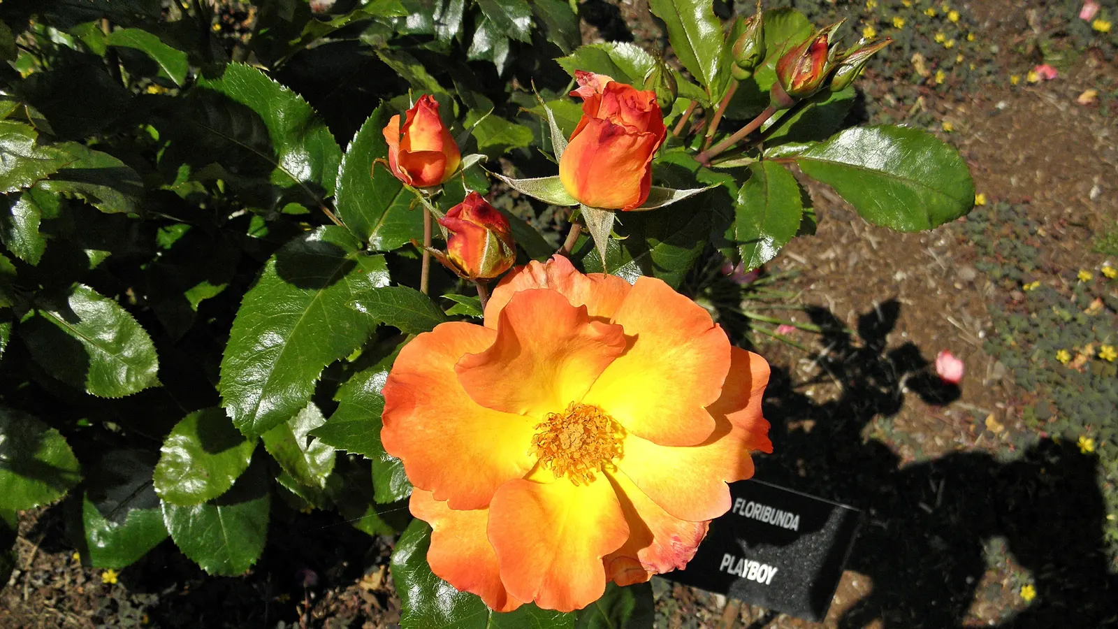 Playboy Rose (Rosa 'Playboy') — It requires well-draining soil and benefits from a regular watering schedule