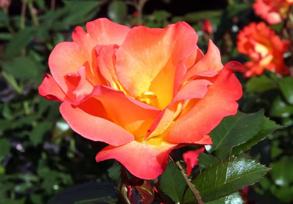 Playboy Rose (Rosa 'Playboy') — Growing up to 3 feet tall and wide, it showcases a bushy habit with glossy green foliage