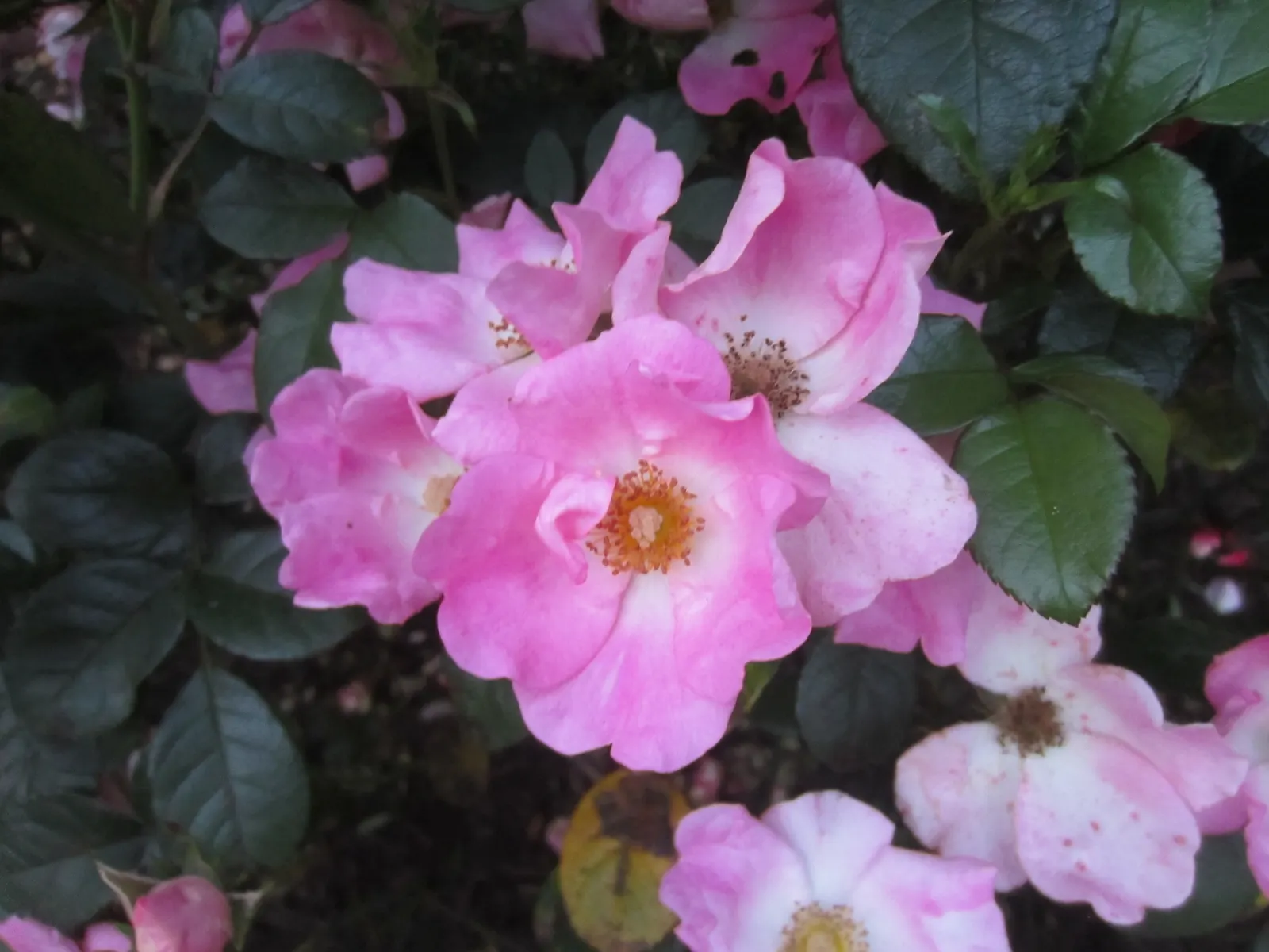 Playboy Rose (Rosa 'Playboy') — Ideal for borders and rose beds, it is also disease resistant