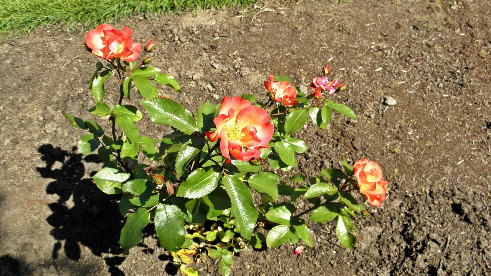 Playboy Rose (Rosa 'Playboy') — Hardy in USDA zones 6 to 9