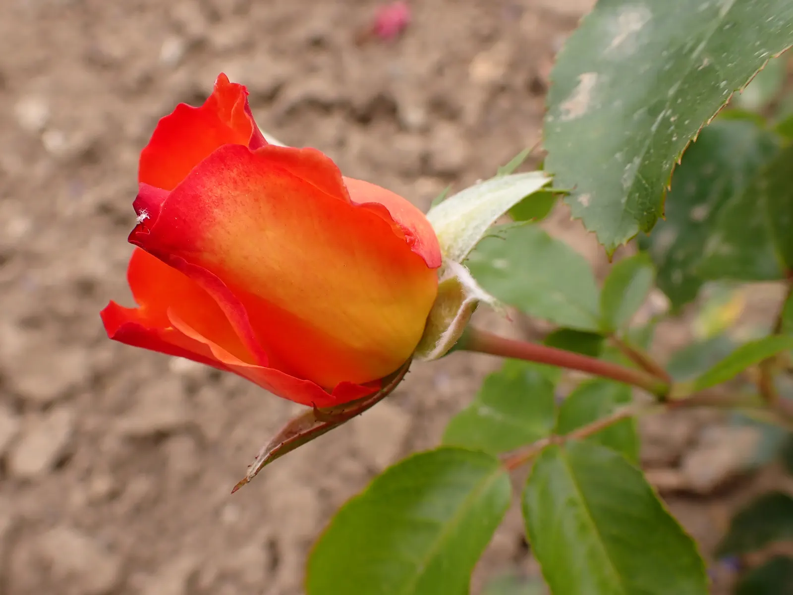 Playboy Rose (Rosa 'Playboy') — preferring full sun exposure for optimal blooming