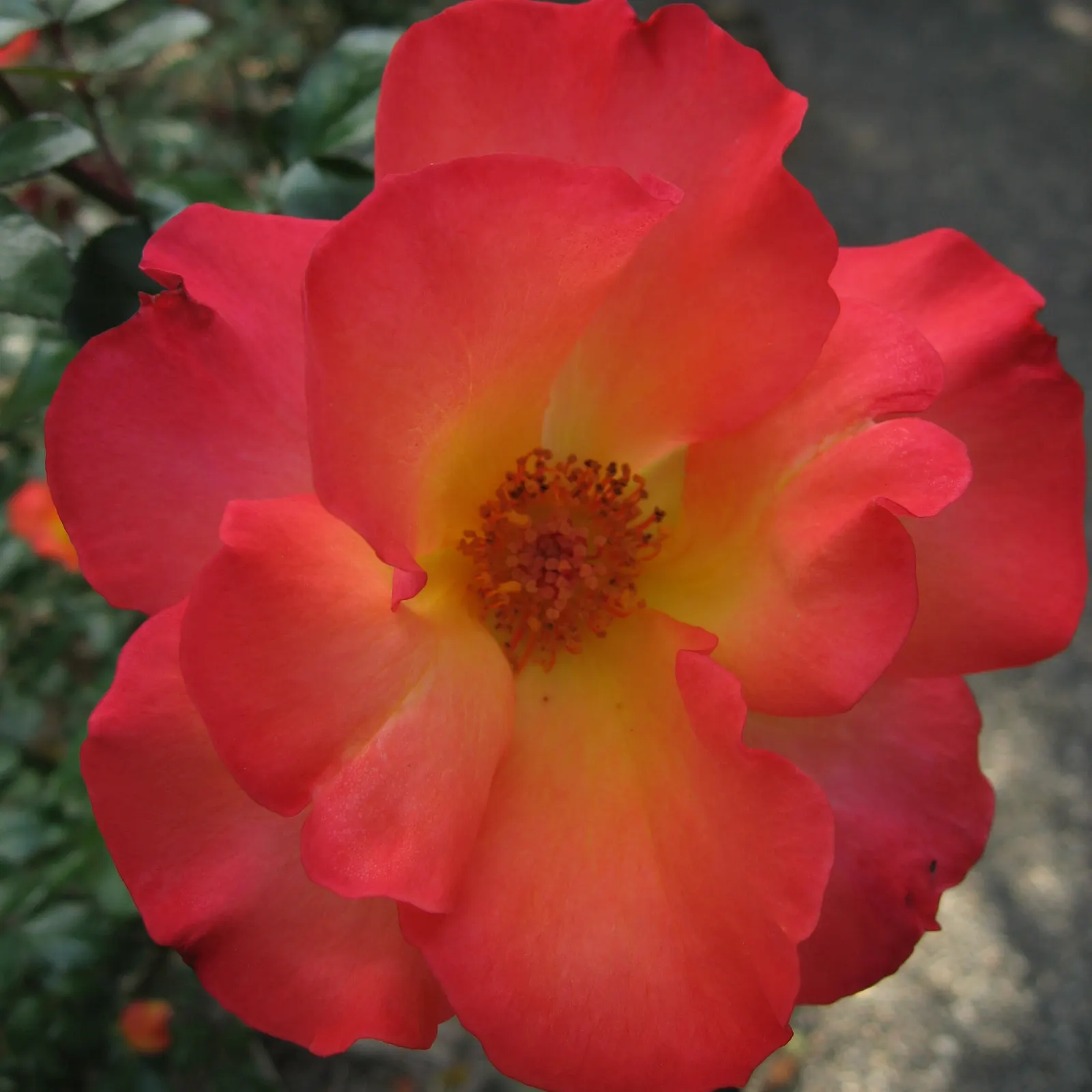 Playboy Rose (Rosa 'Playboy') — apple-like fragrance that can be enjoyed throughout its blooming season