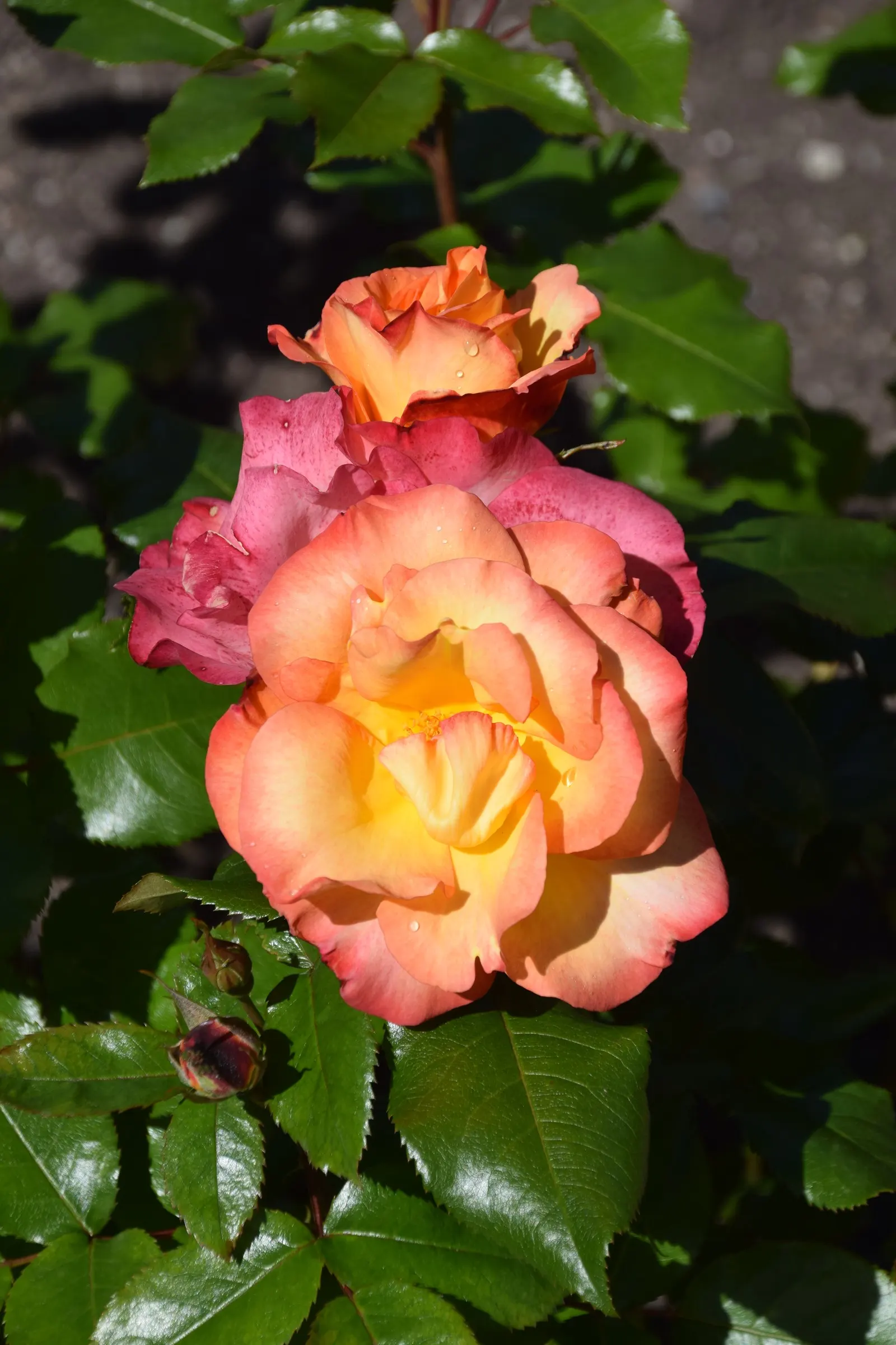 Playboy Rose (Rosa 'Playboy') — the floribunda petals transition from a striking orange to a golden yellow
