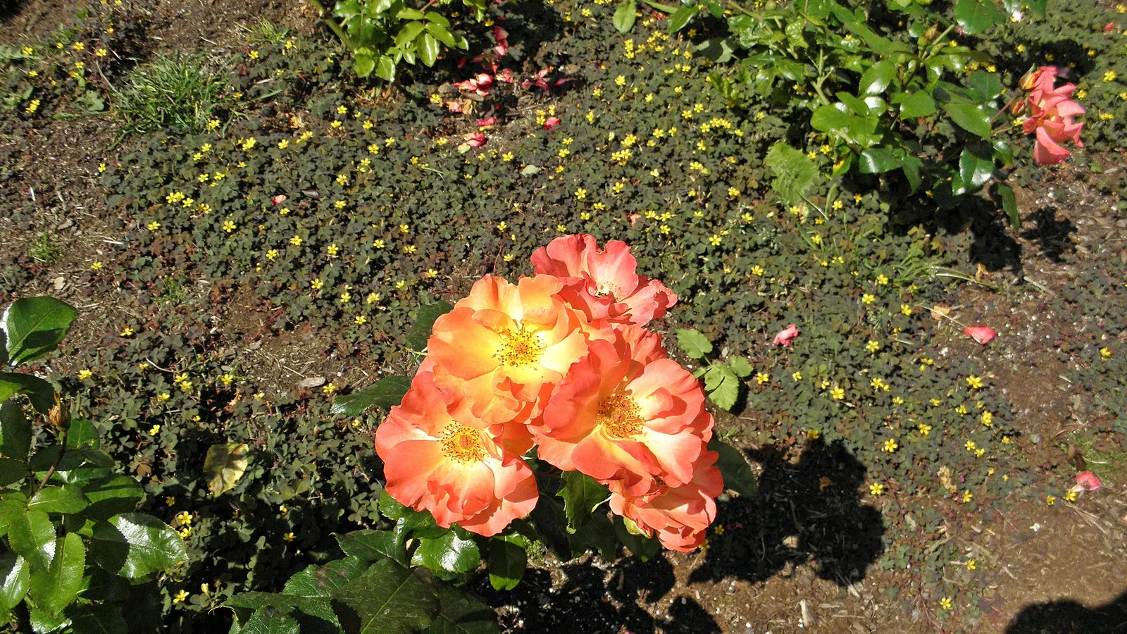 Playboy Rose (Rosa 'Playboy') — semi-double flowers that bloom in vivid hues of orange