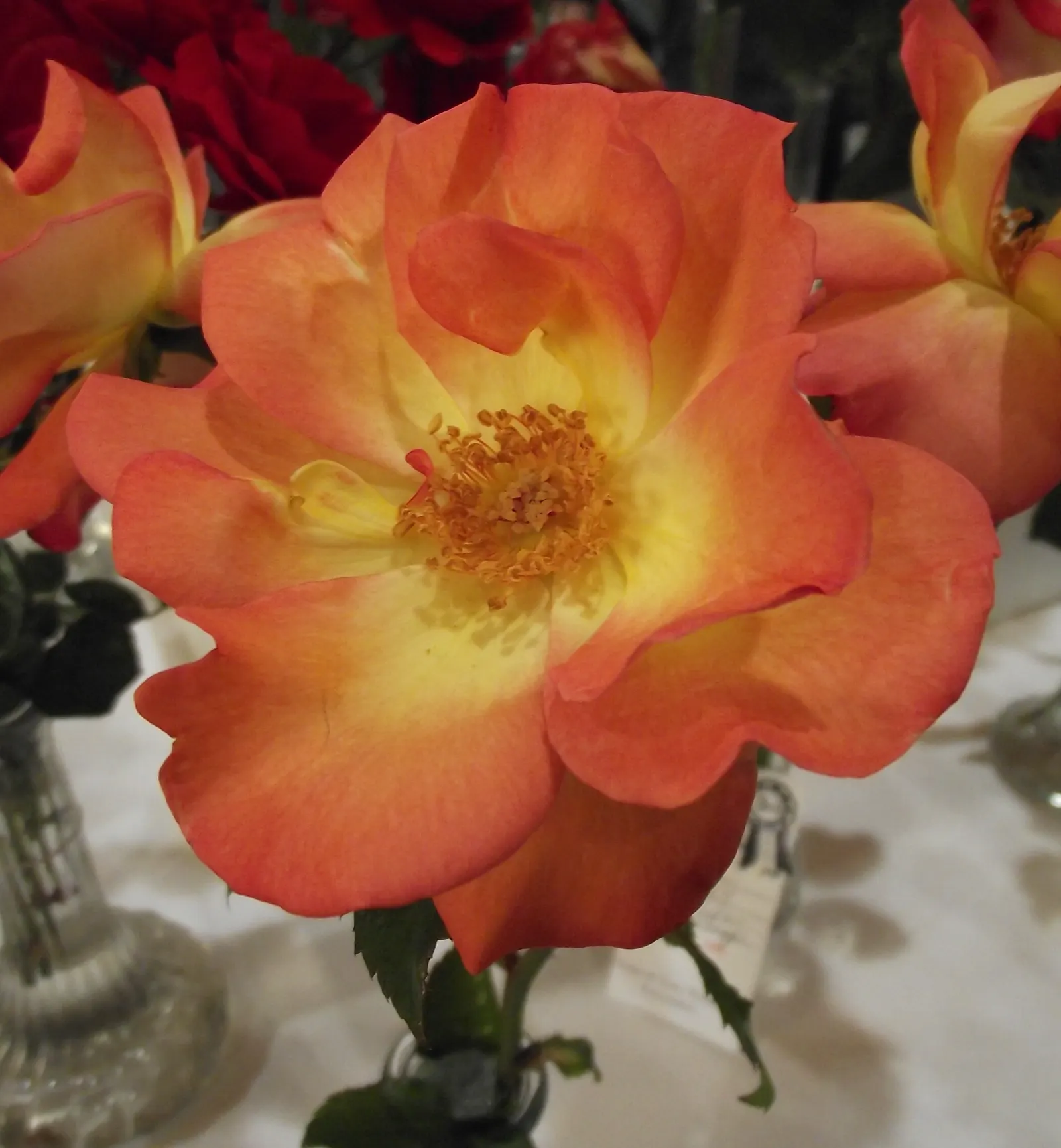 Playboy Rose (Rosa 'Playboy') — showy blossoms and carefree growth habit
