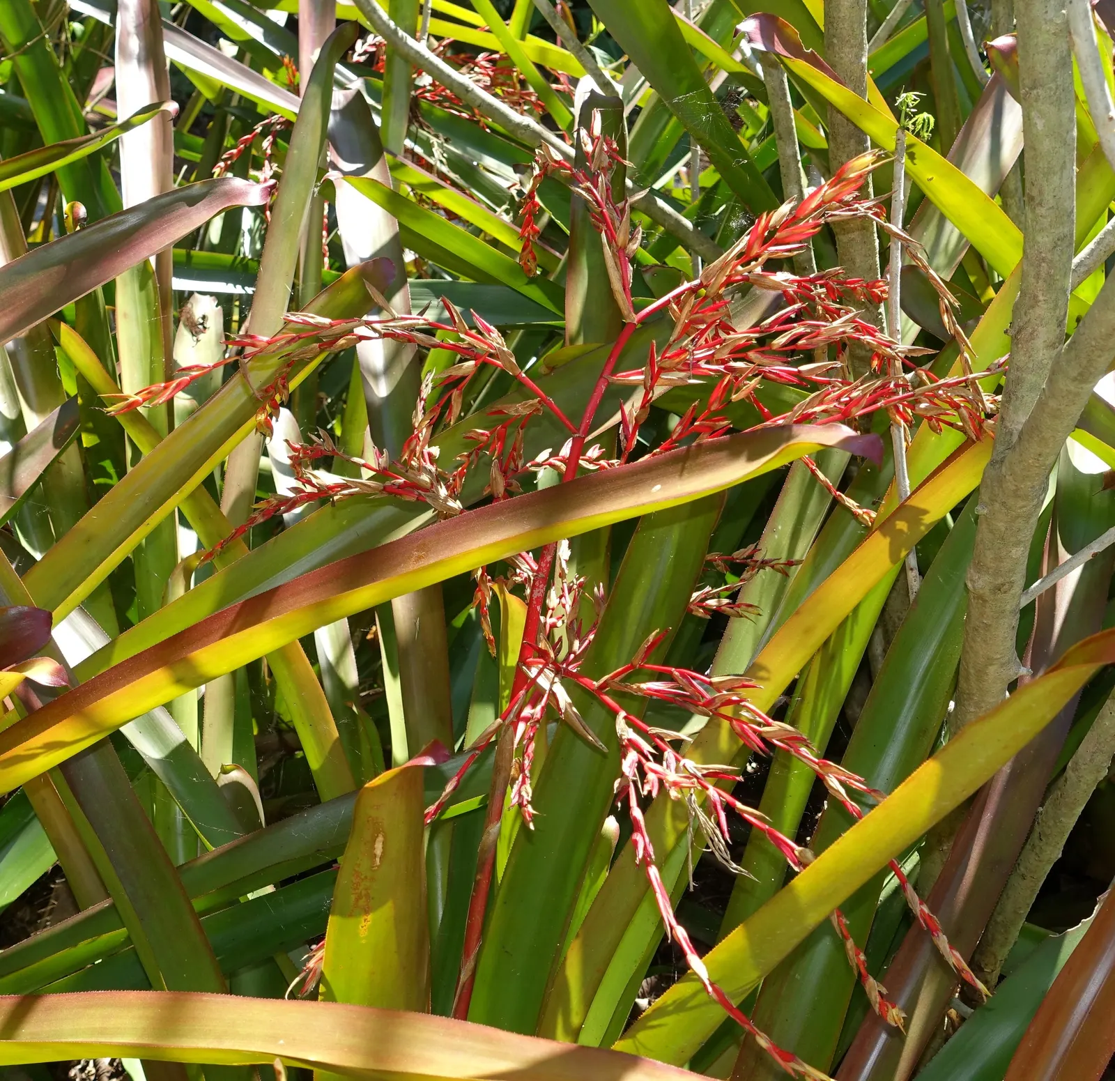 Raspberry Aechmea (Aechmea Blanchetiana 'Raspberry') — This plant showcases long, arching leaves in a deep green shade with a hint of raspberry color
