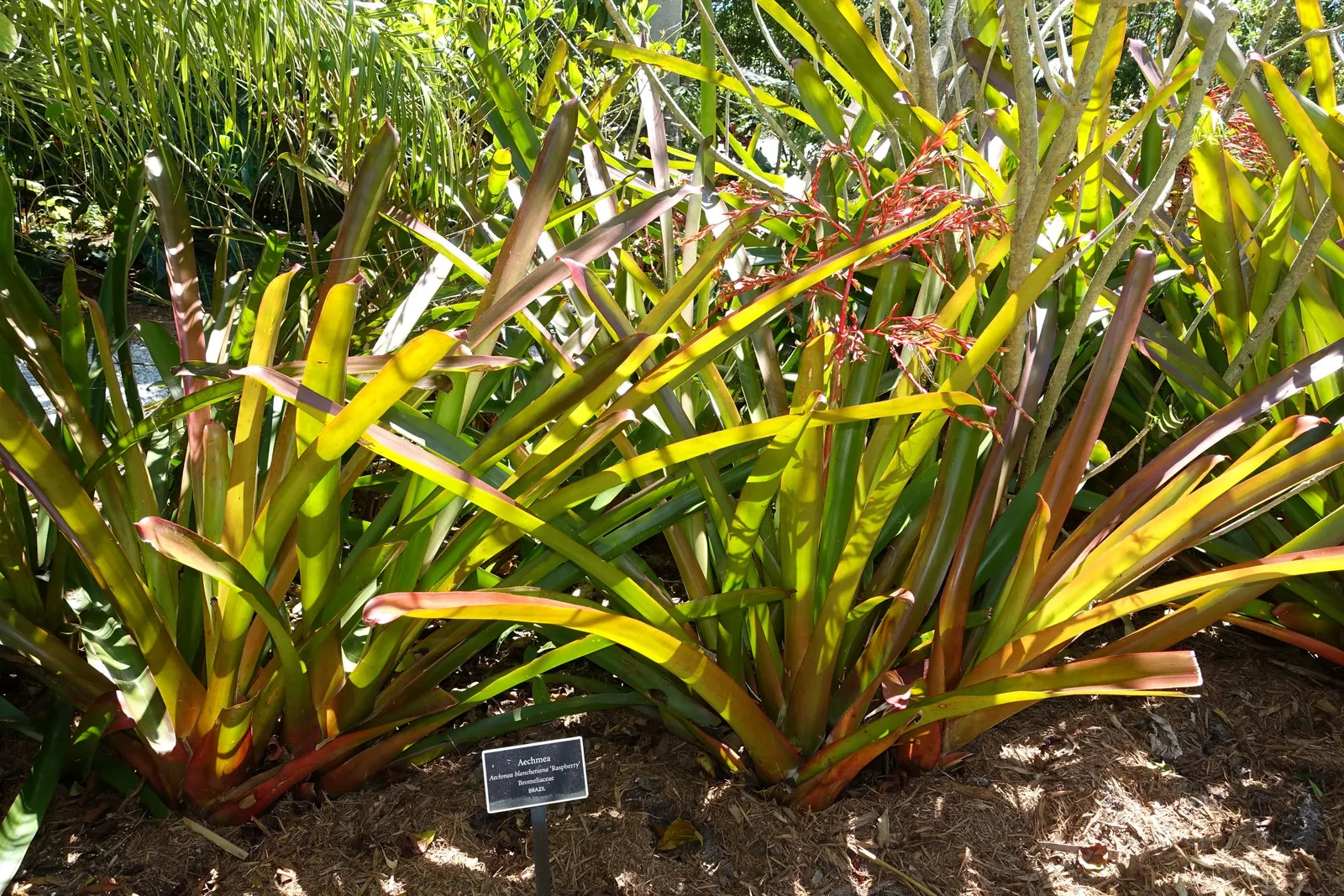 Raspberry Aechmea (Aechmea Blanchetiana 'Raspberry') — is a striking bromeliad cherished for its vibrant foliage and blossoms