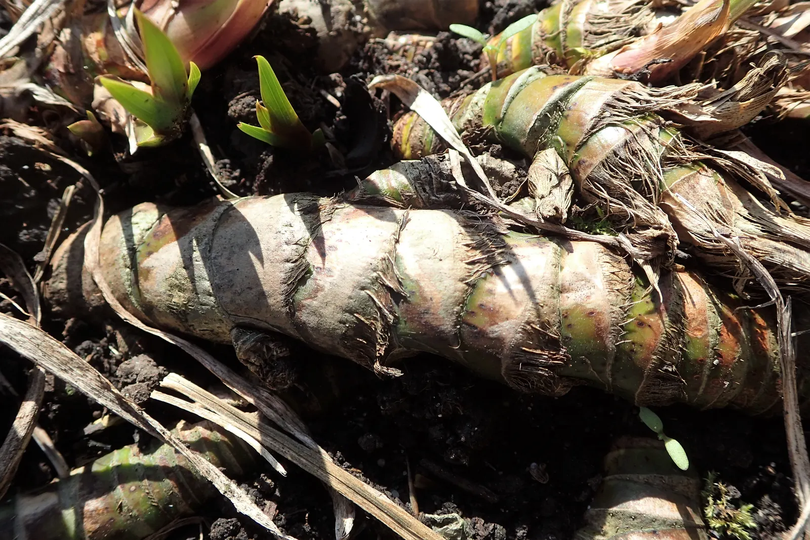 Sweet Flag (Acorus Calamus) — Ideal for water gardens, Sweet Flag's green-yellow flowers bloom in early summer