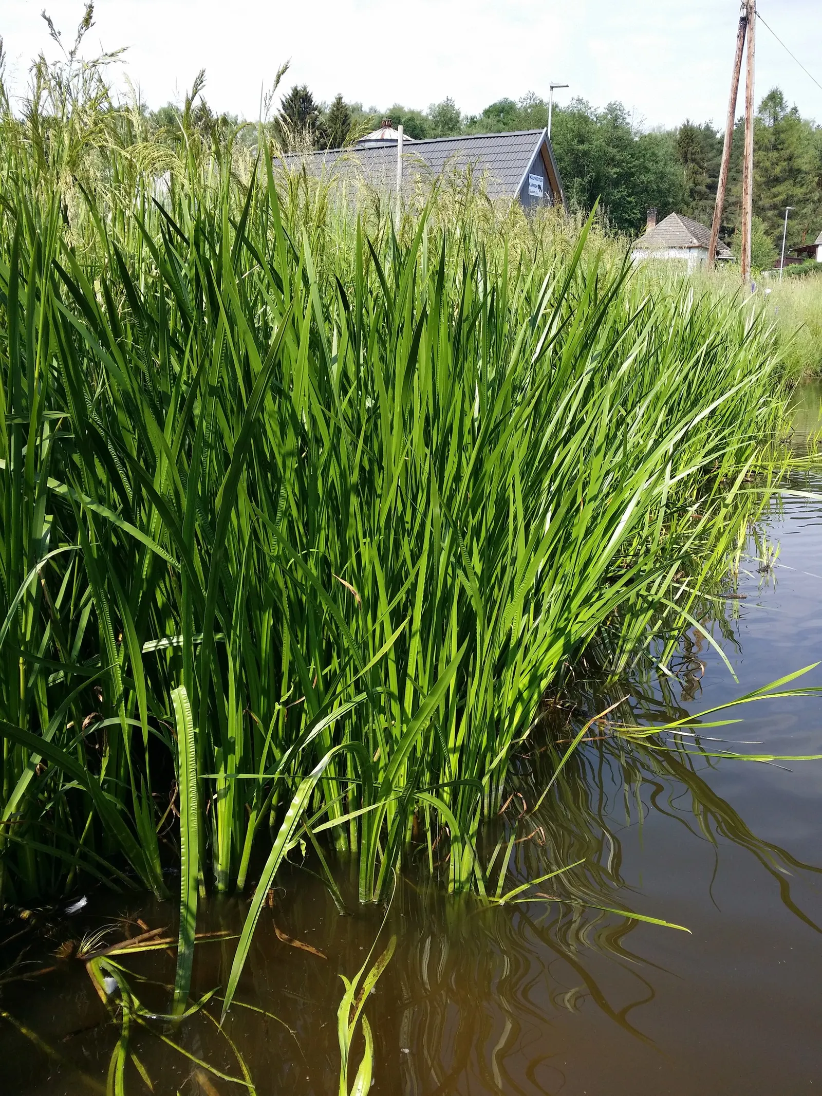 Sweet Flag (Acorus Calamus) — Though not known for its flowers; making it ideal for planting along pond edges